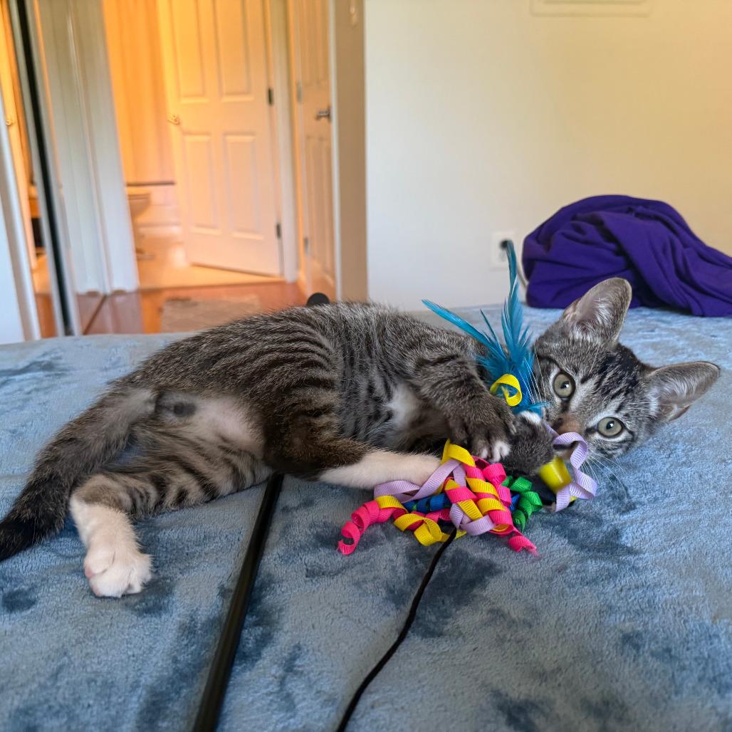 Enlarge Dopey, a Adoptable Domestic Short Hair in Fort Belvoir, VA image 1/1