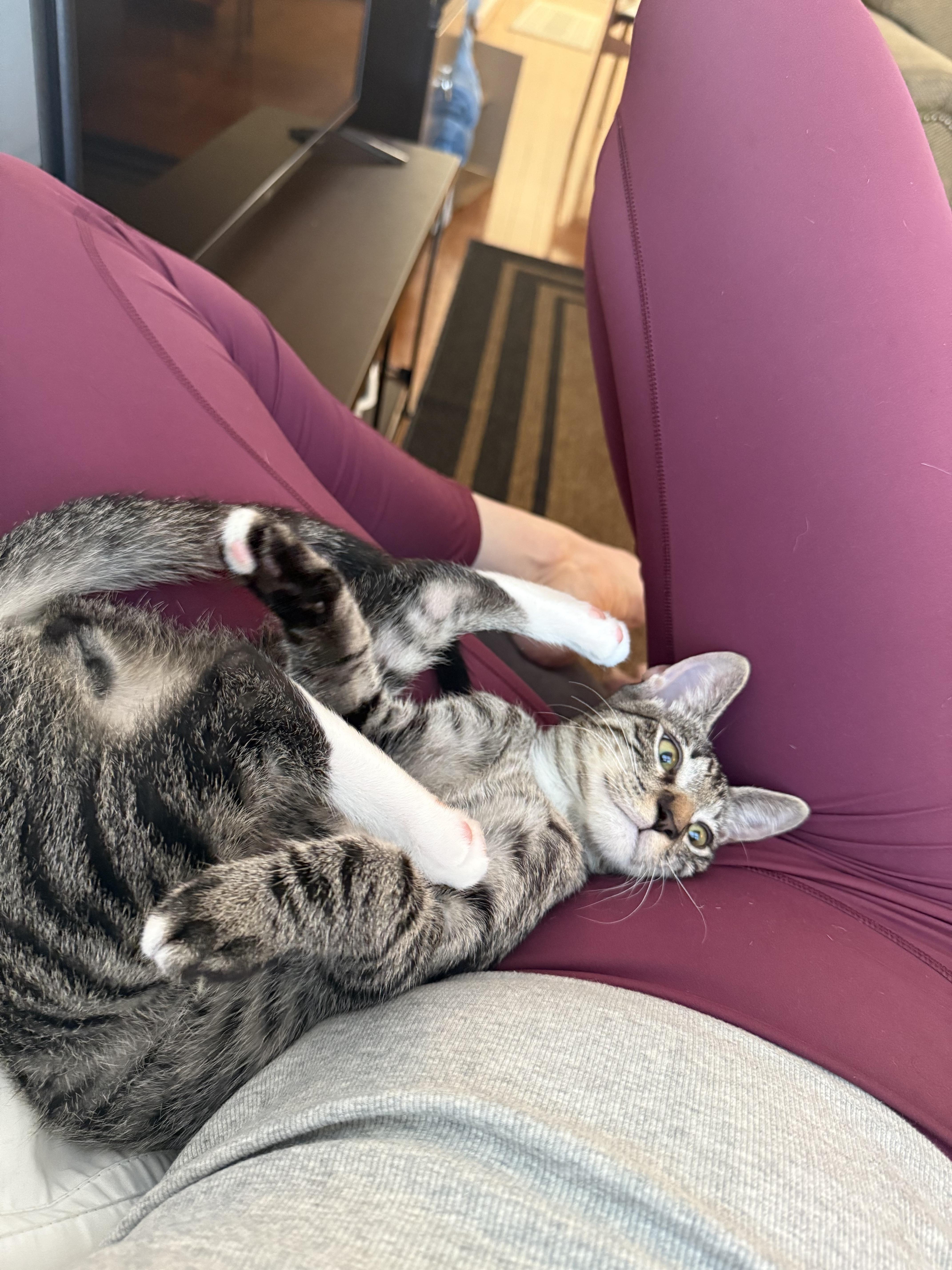 Enlarge Dopey, a Adoptable Domestic Short Hair in Fort Belvoir, VA image 2/5