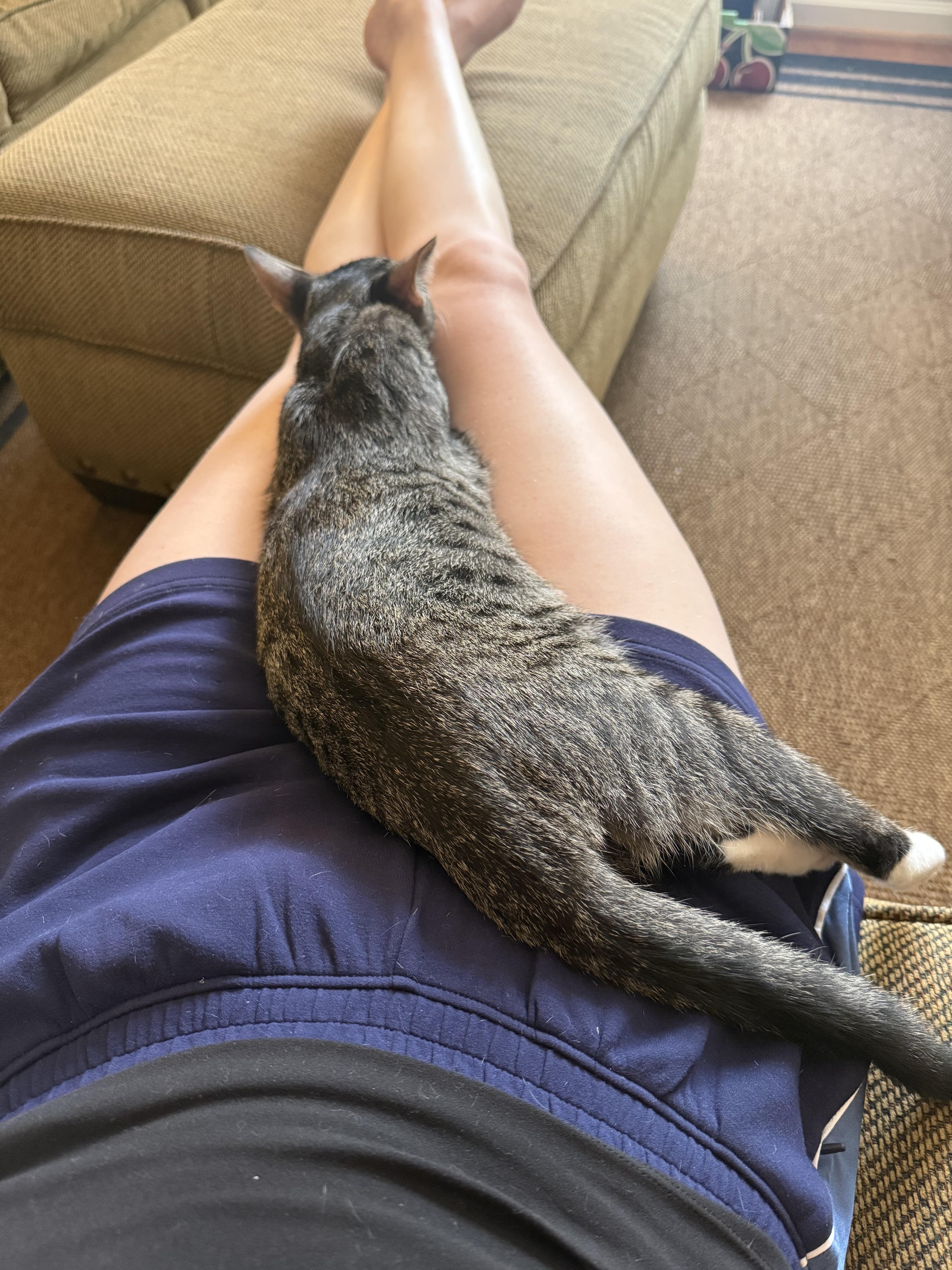 Enlarge Dopey, a Adoptable Domestic Short Hair in Fort Belvoir, VA image 4/5