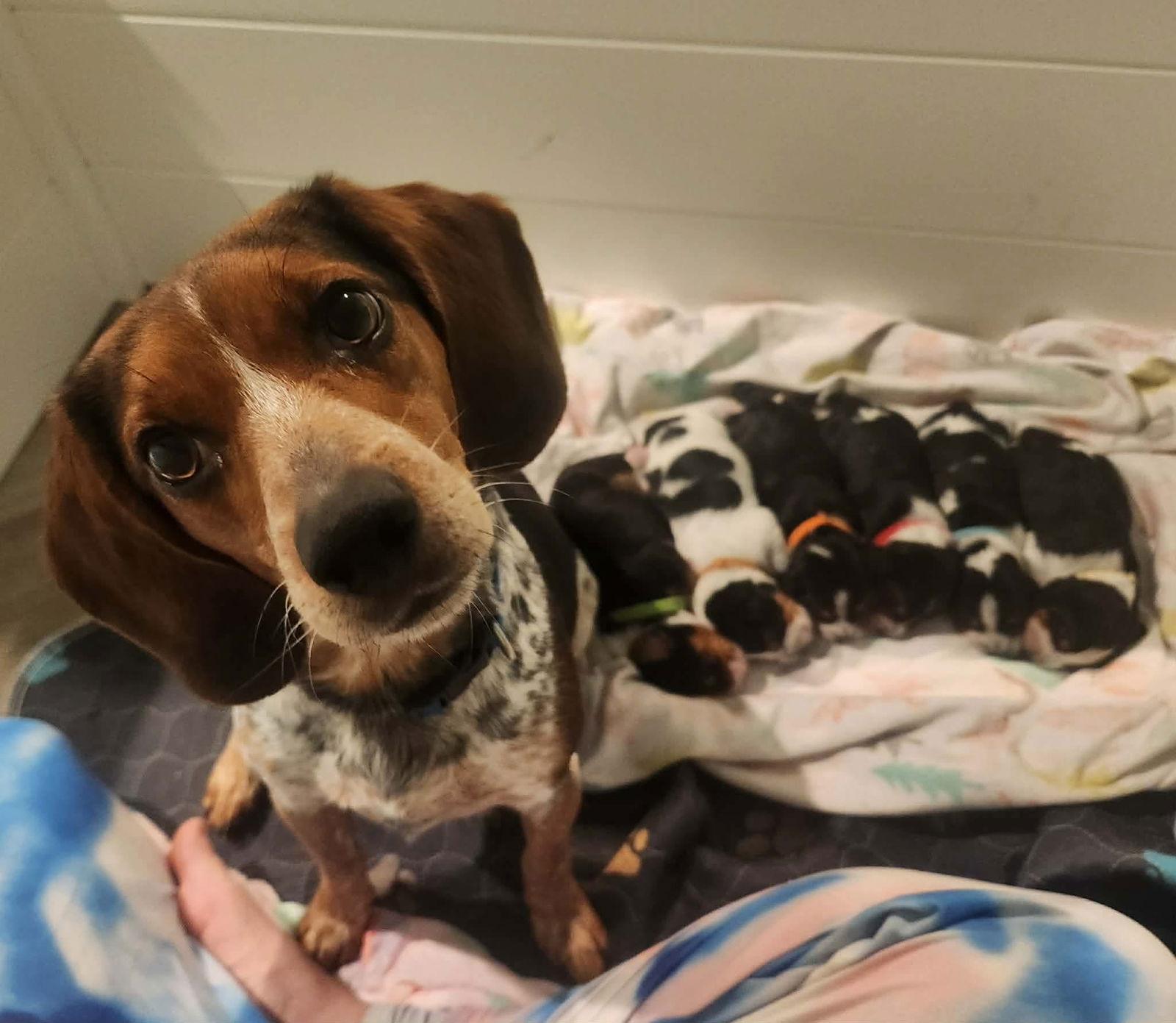 Enlarge Ava BJ, a Adopted Beagle in Clinton, MI image 1/2