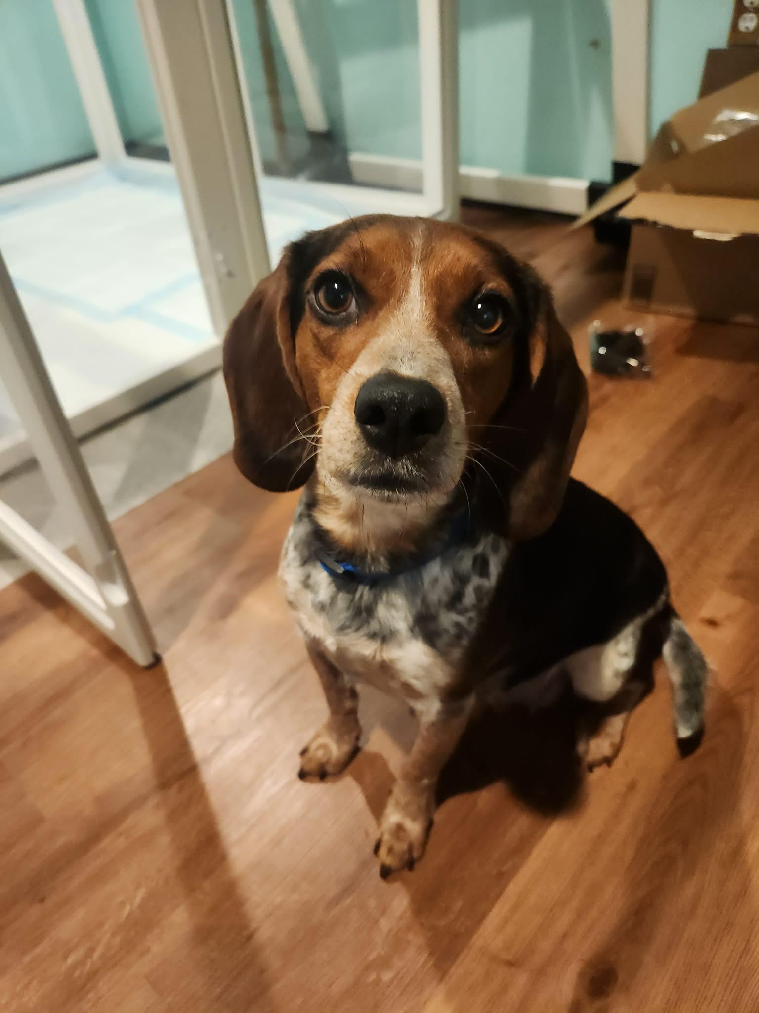 Enlarge Ava BJ, a Adopted Beagle in Clinton, MI image 2/2