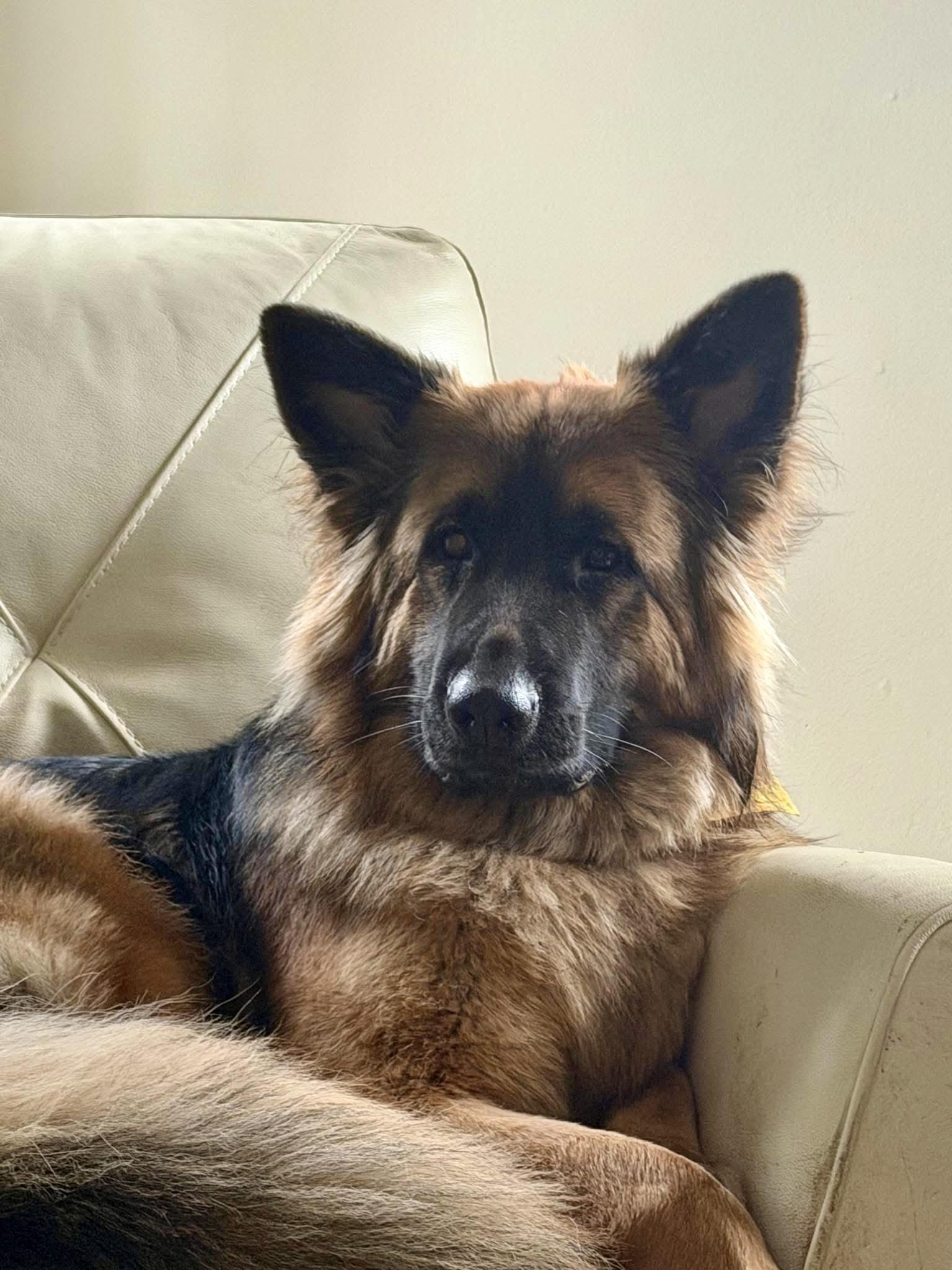 Enlarge JUPITER, a ADOPTABLE German Shepherd Dog in Defuniak Springs , FL image 4/5