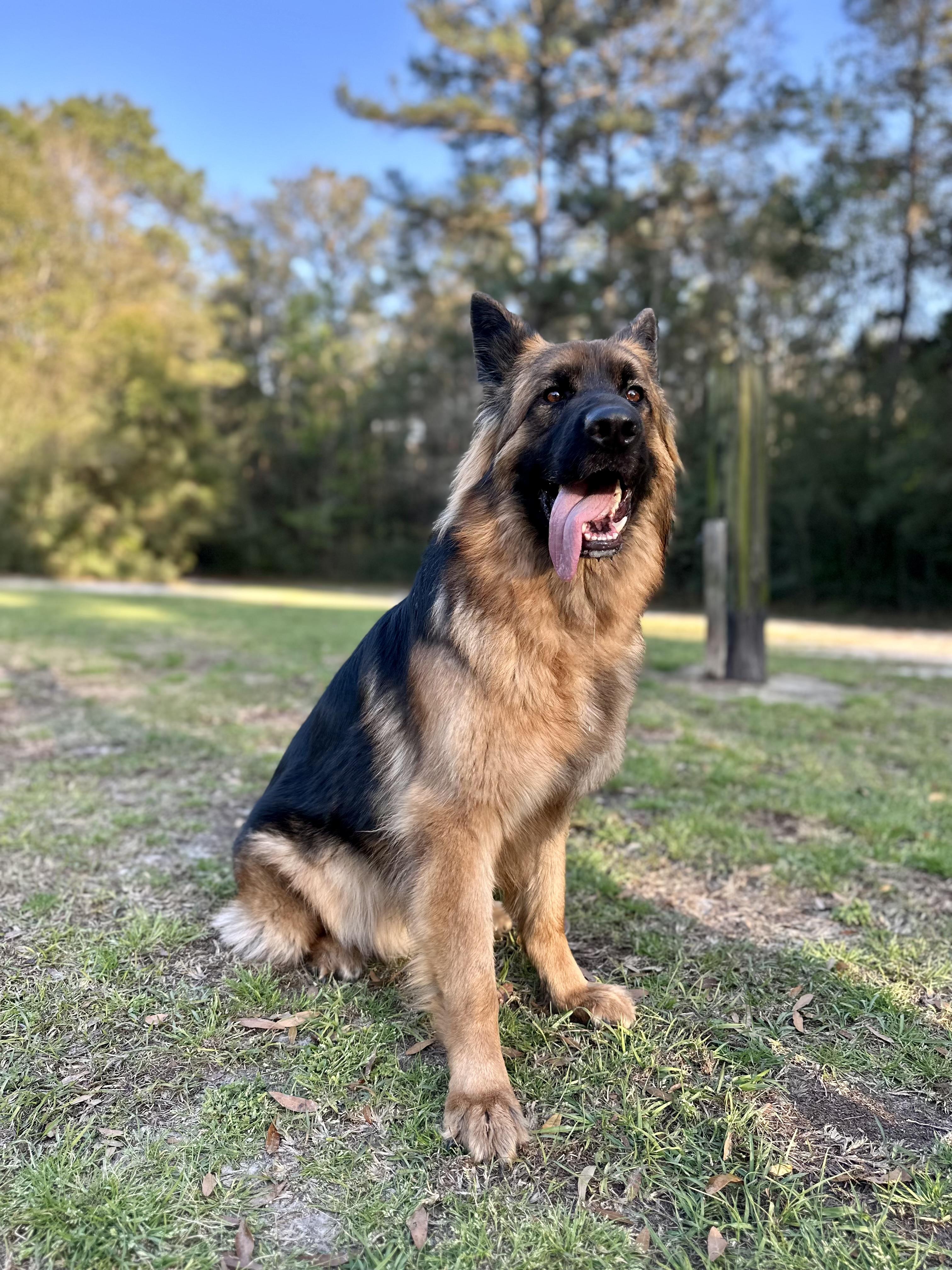 Enlarge JUPITER, a ADOPTABLE German Shepherd Dog in Defuniak Springs , FL image 2/5