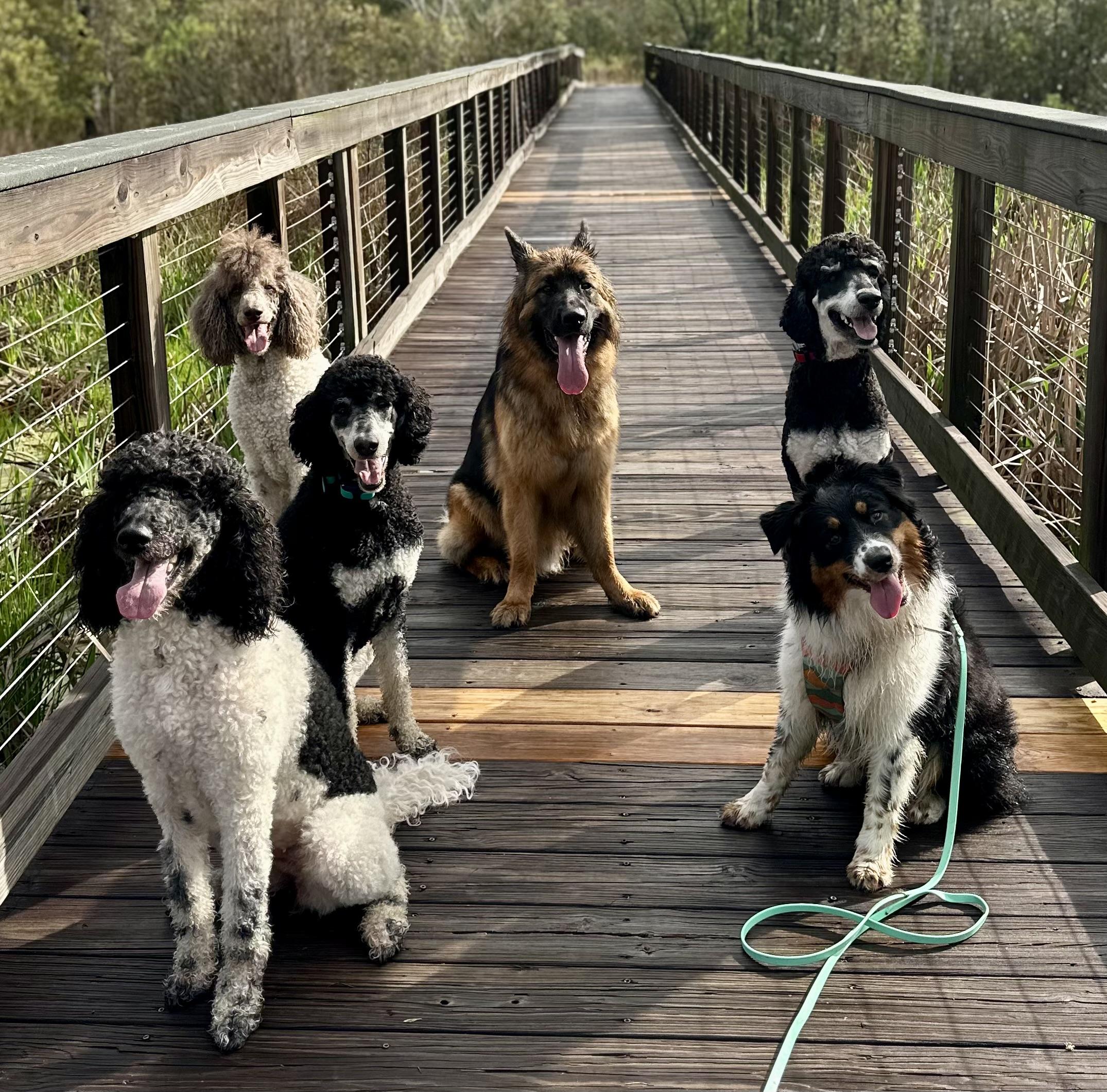 Enlarge JUPITER, a ADOPTABLE German Shepherd Dog in Defuniak Springs , FL image 3/5