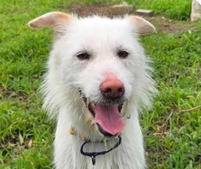 Chelsea, ADOPTABLE, Adult Female Terrier & Jindo.