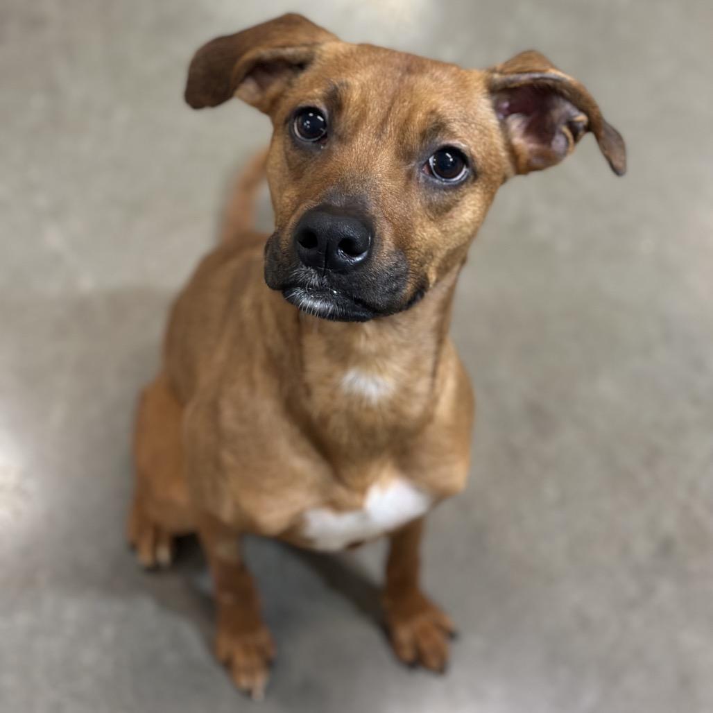 Freya, Adoptable, Young Female Chihuahua & Mixed Breed.