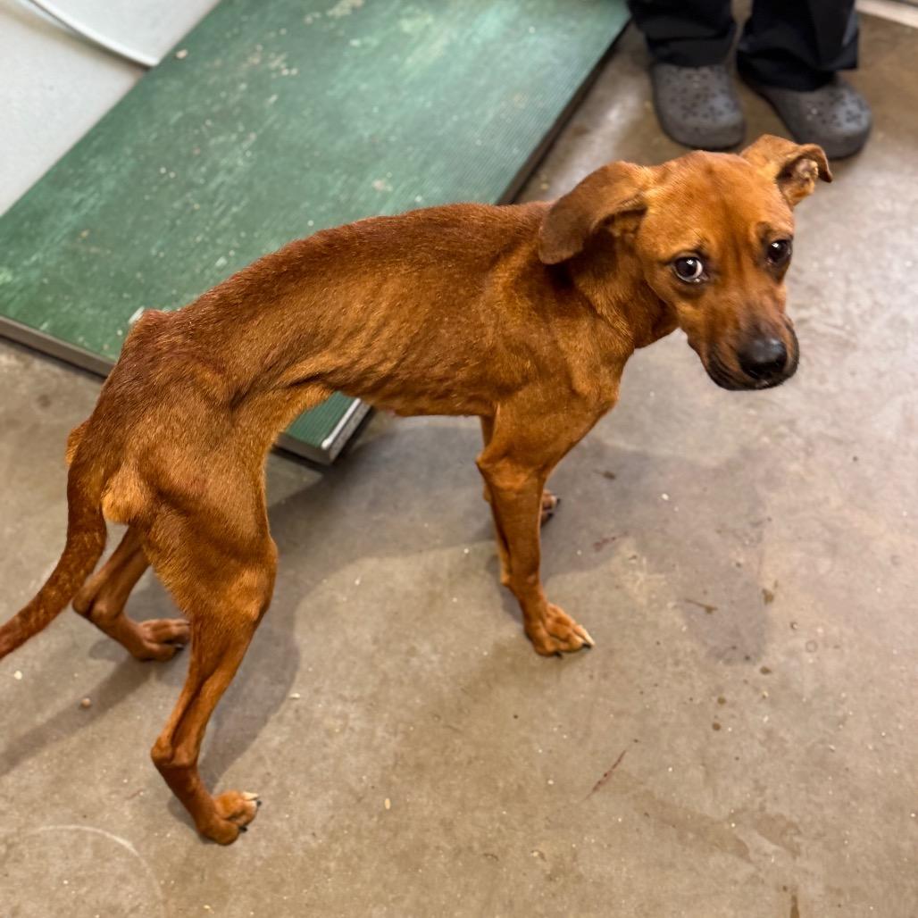 Enlarge Freya, a Adoptable mixed breed in Mankato, MN image 2/2