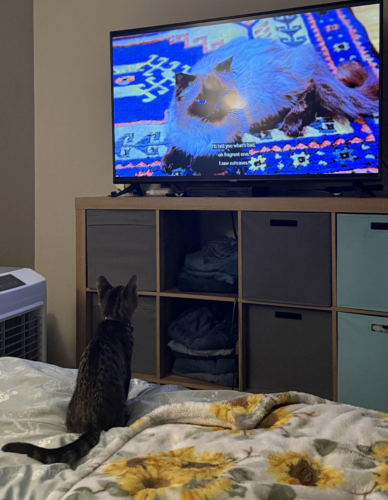 Enlarge Clark, a Adoptable Domestic Short Hair in Davis, CA image 1/3