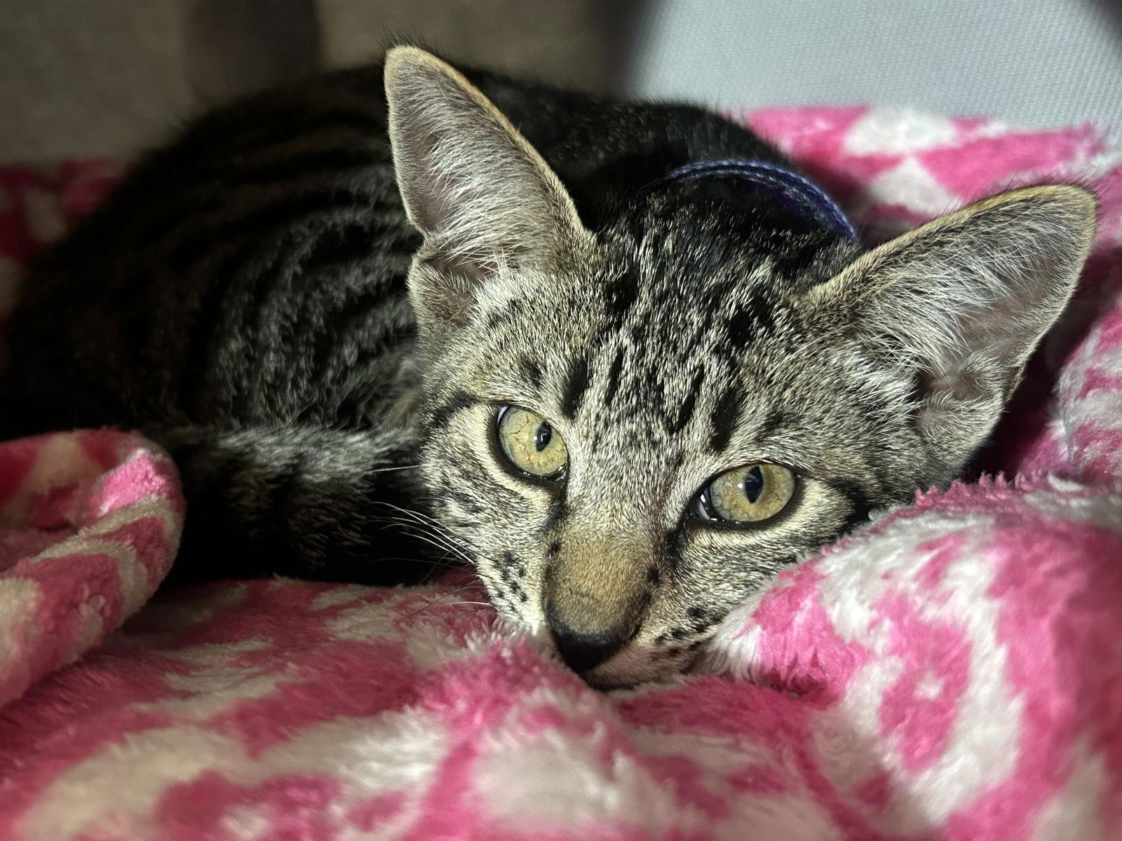 Enlarge Clark, a Adoptable Domestic Short Hair in Davis, CA image 2/3