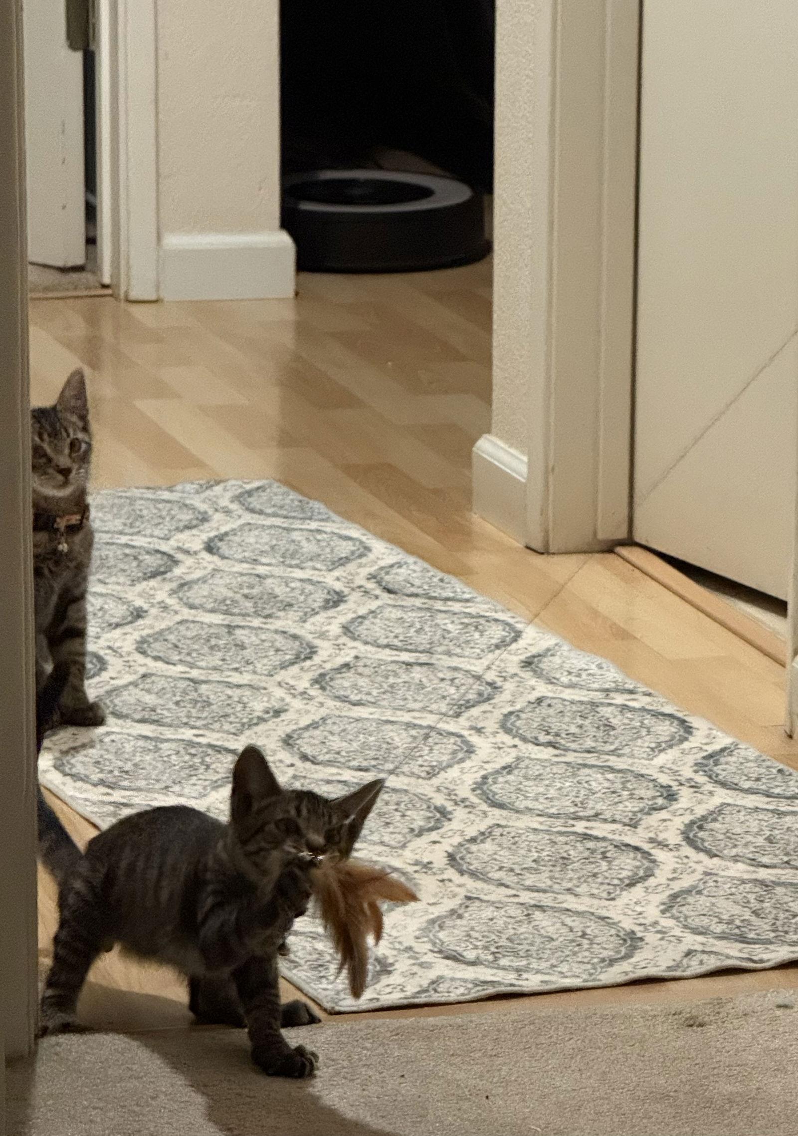 Enlarge Clark, a Adoptable Domestic Short Hair in Davis, CA image 3/3