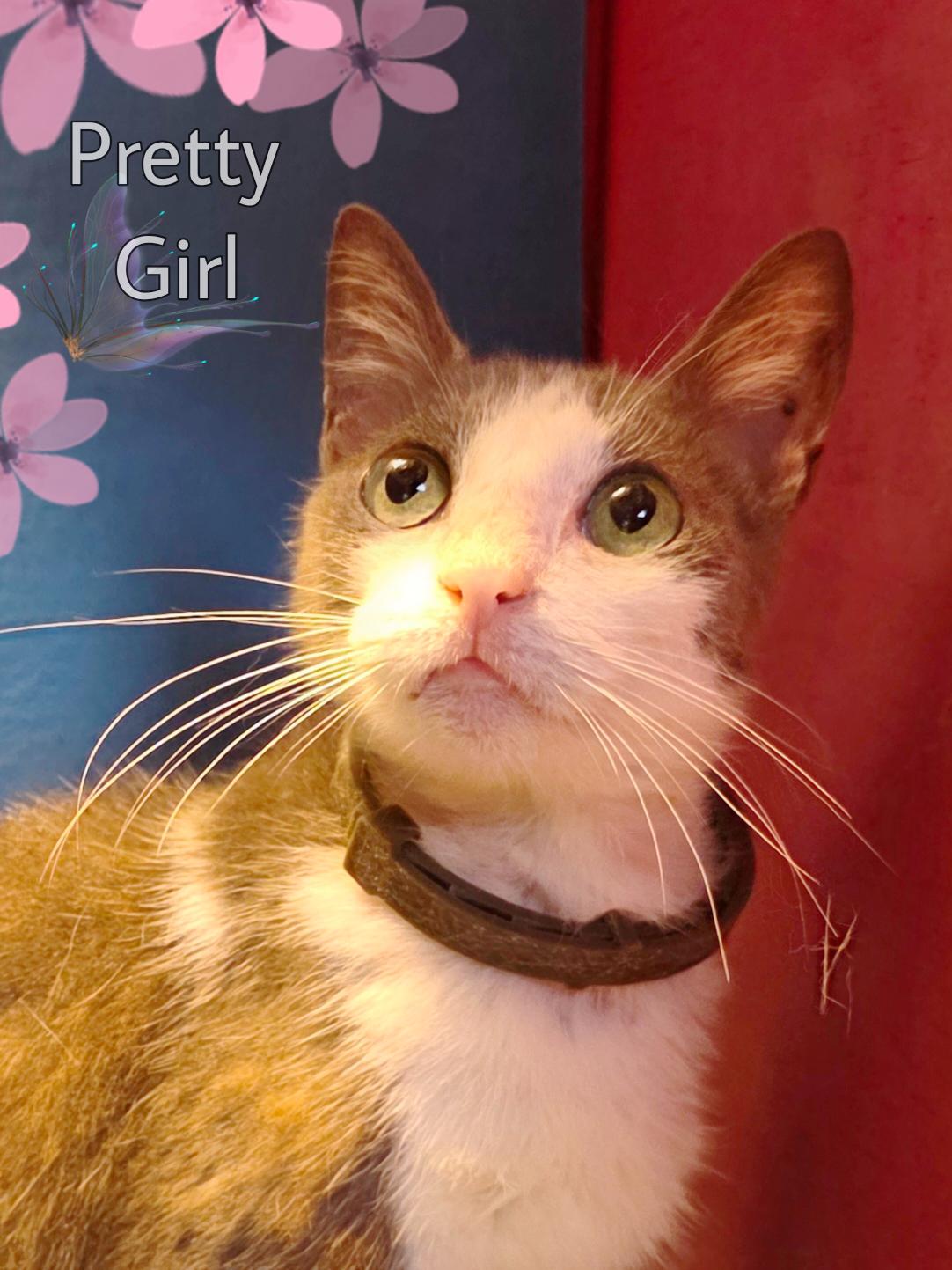 Beauty, Adopted, Adult Female Domestic Short Hair.