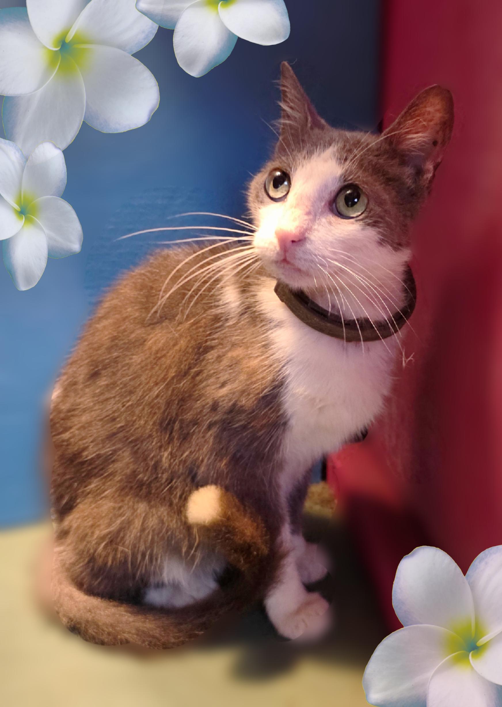 Enlarge Beauty, a Adopted Domestic Short Hair in Silver Springs, FL image 2/3