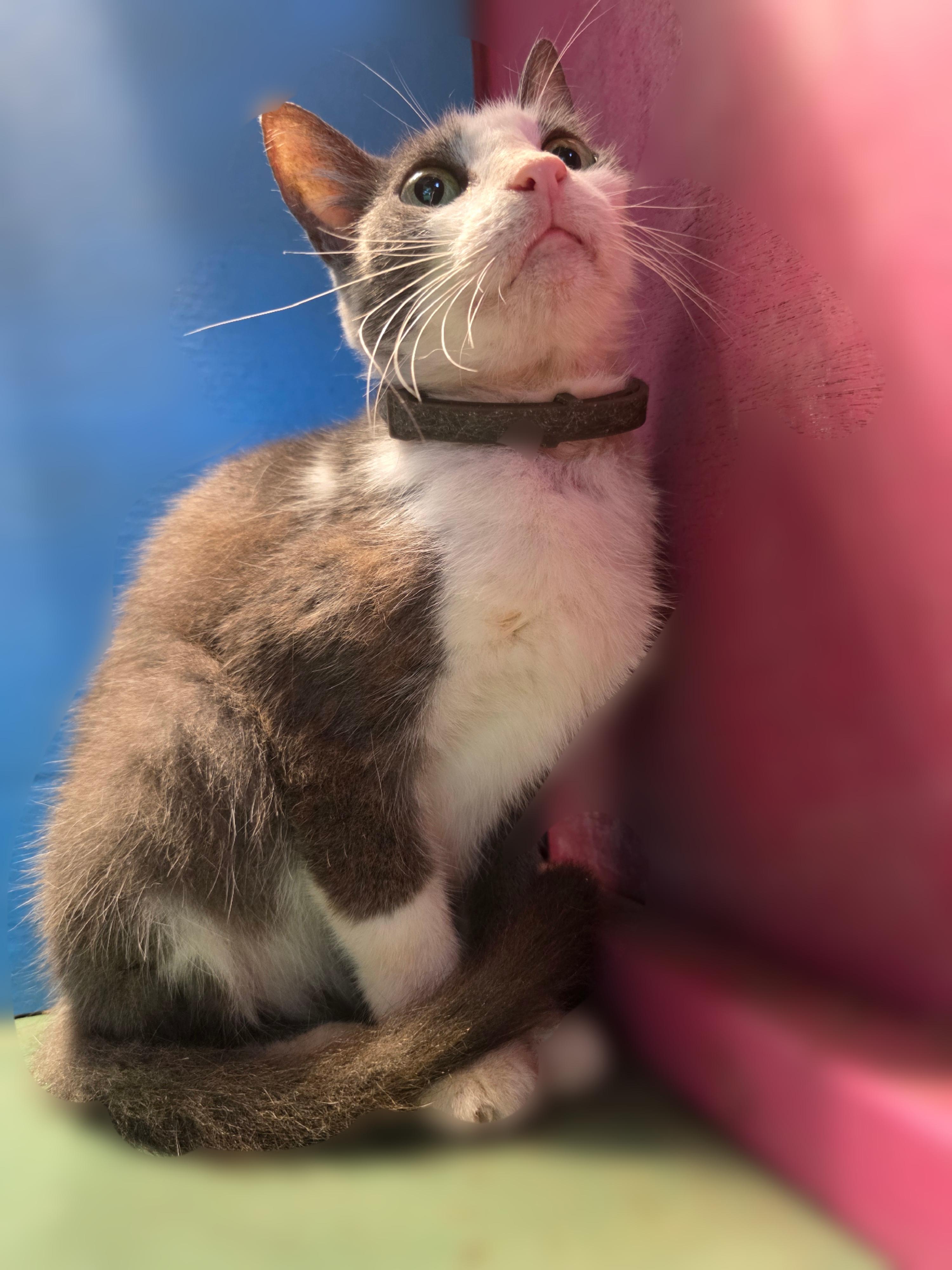 Enlarge Beauty, a Adopted Domestic Short Hair in Silver Springs, FL image 3/3