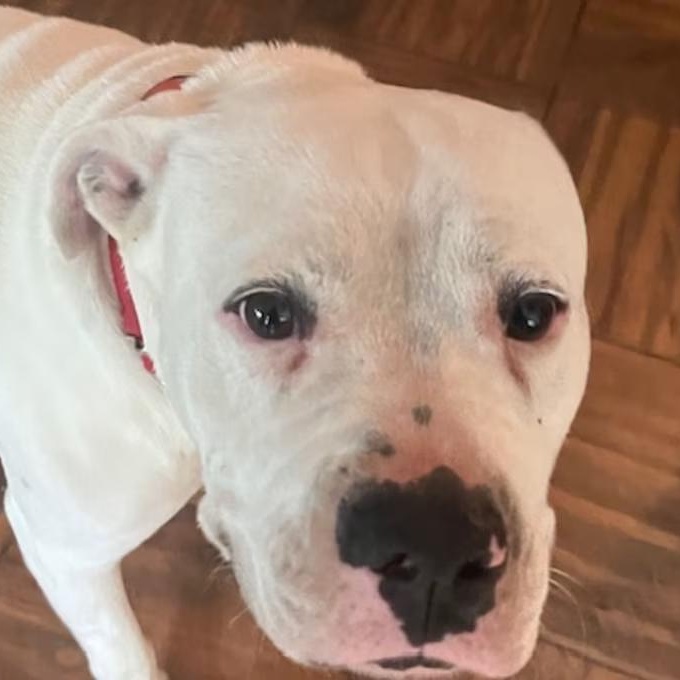 Busby, ADOPTABLE, Adult Male Mixed Breed.