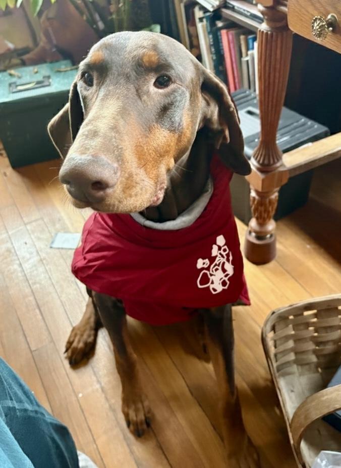 Enlarge Chico , a ADOPTABLE Doberman Pinscher in Louisville, KY image 1/2