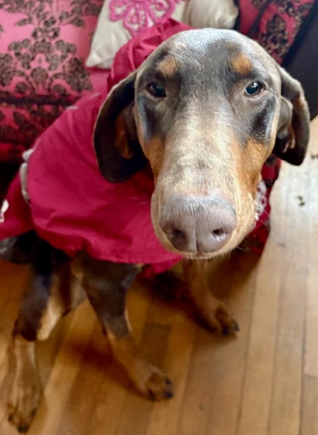 Enlarge Chico , a ADOPTABLE Doberman Pinscher in Louisville, KY image 2/2