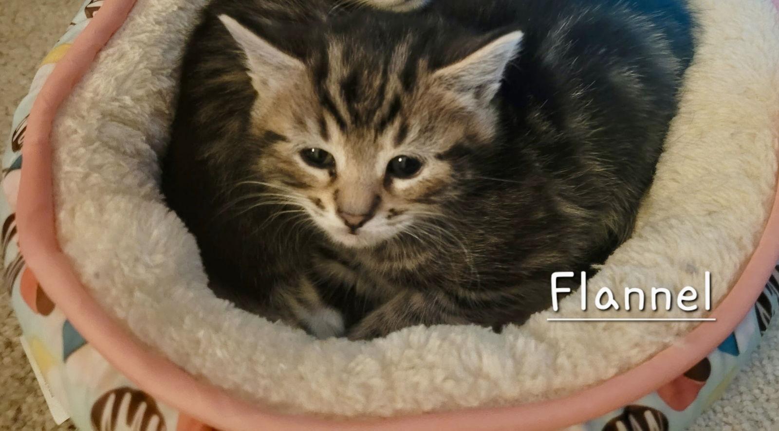 Flannel, Adopted, Kitten Male Domestic Short Hair.