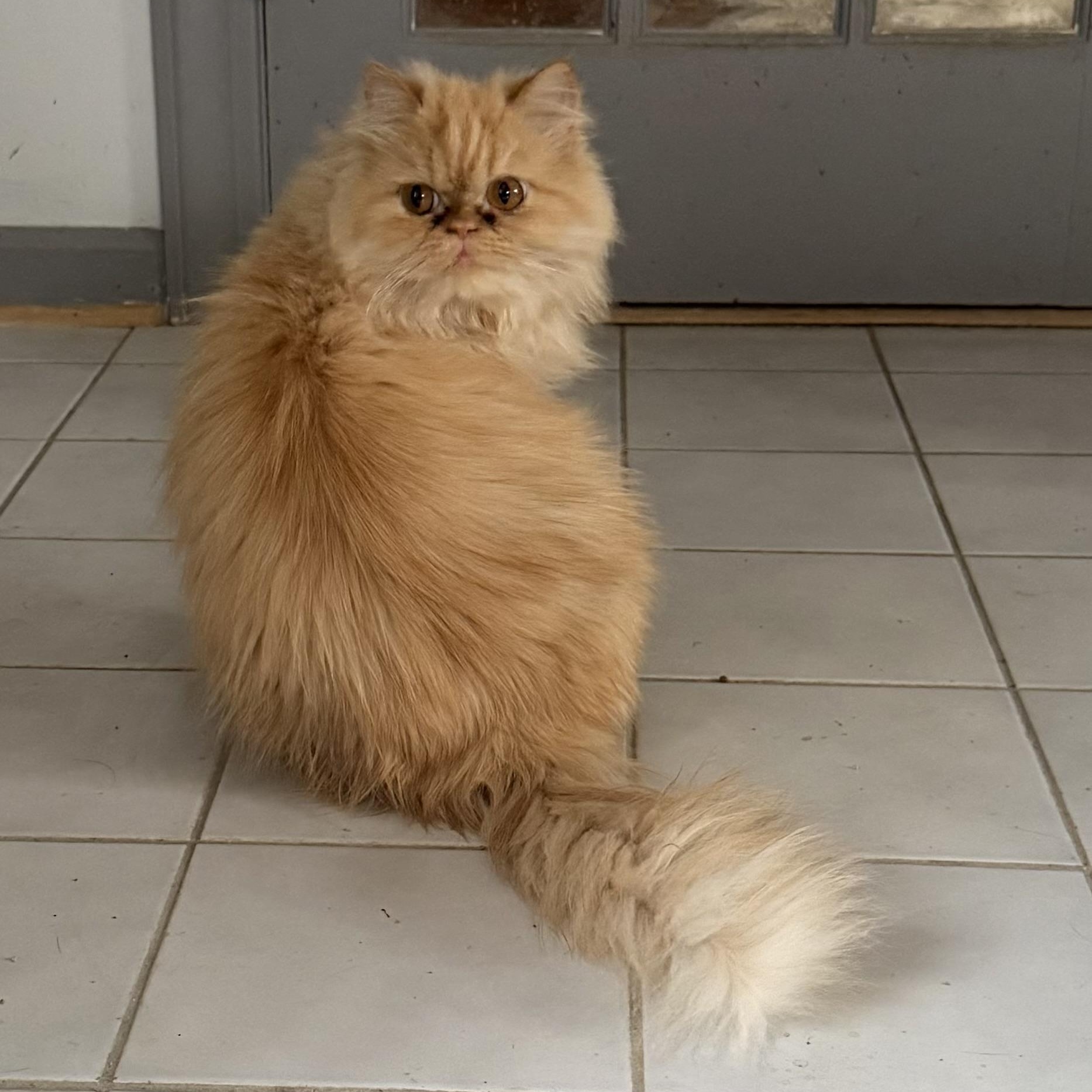 Enlarge Beautiful Loving Barbie- Persian , a ADOPTABLE mixed breed in Woodbridge, VA image 3/6