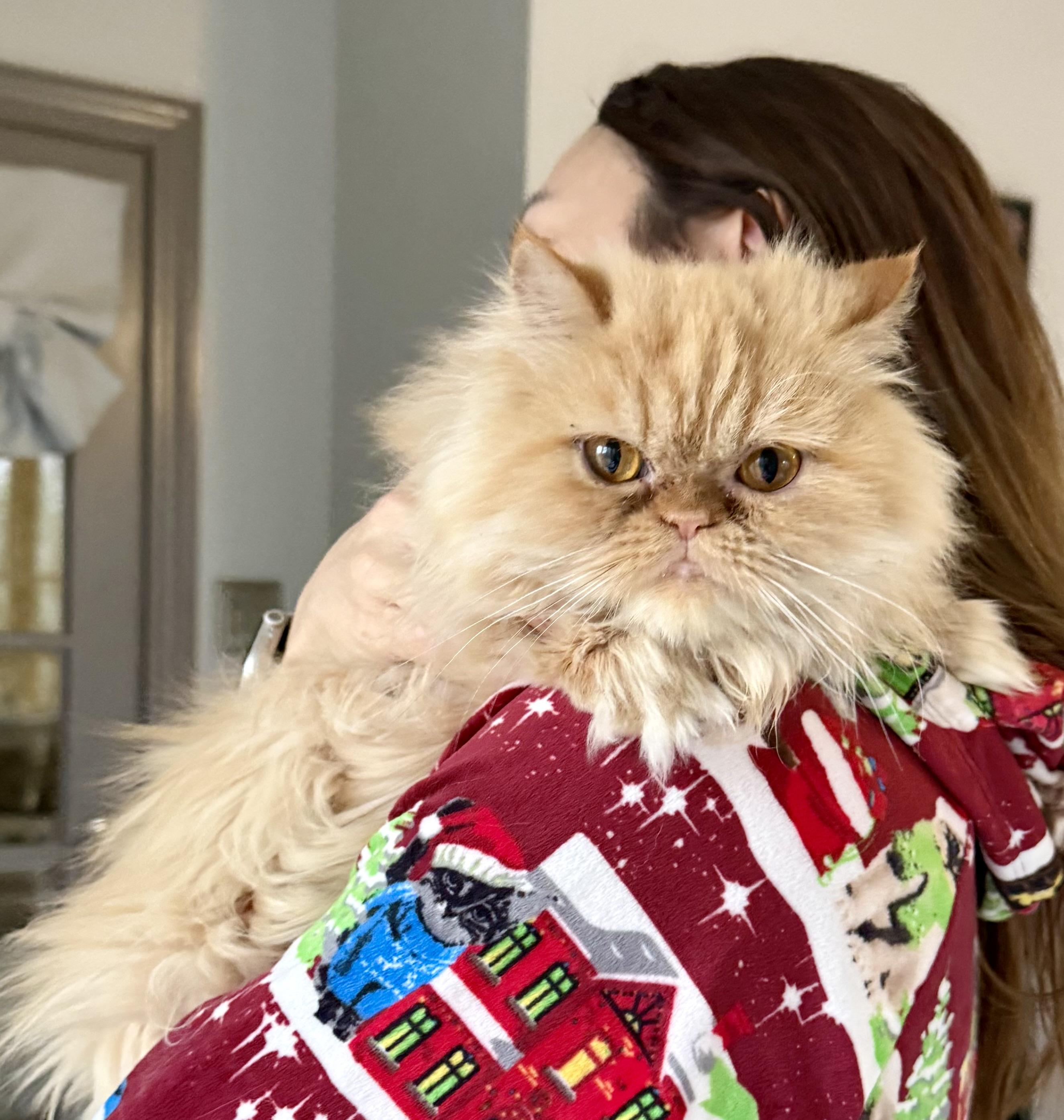 Enlarge Beautiful Loving Barbie- Persian , a ADOPTABLE mixed breed in Woodbridge, VA image 1/6