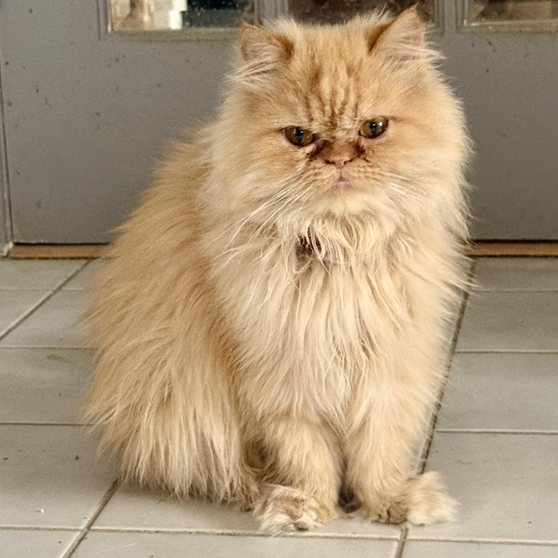 Enlarge Beautiful Loving Barbie- Persian , a ADOPTABLE mixed breed in Woodbridge, VA image 2/6