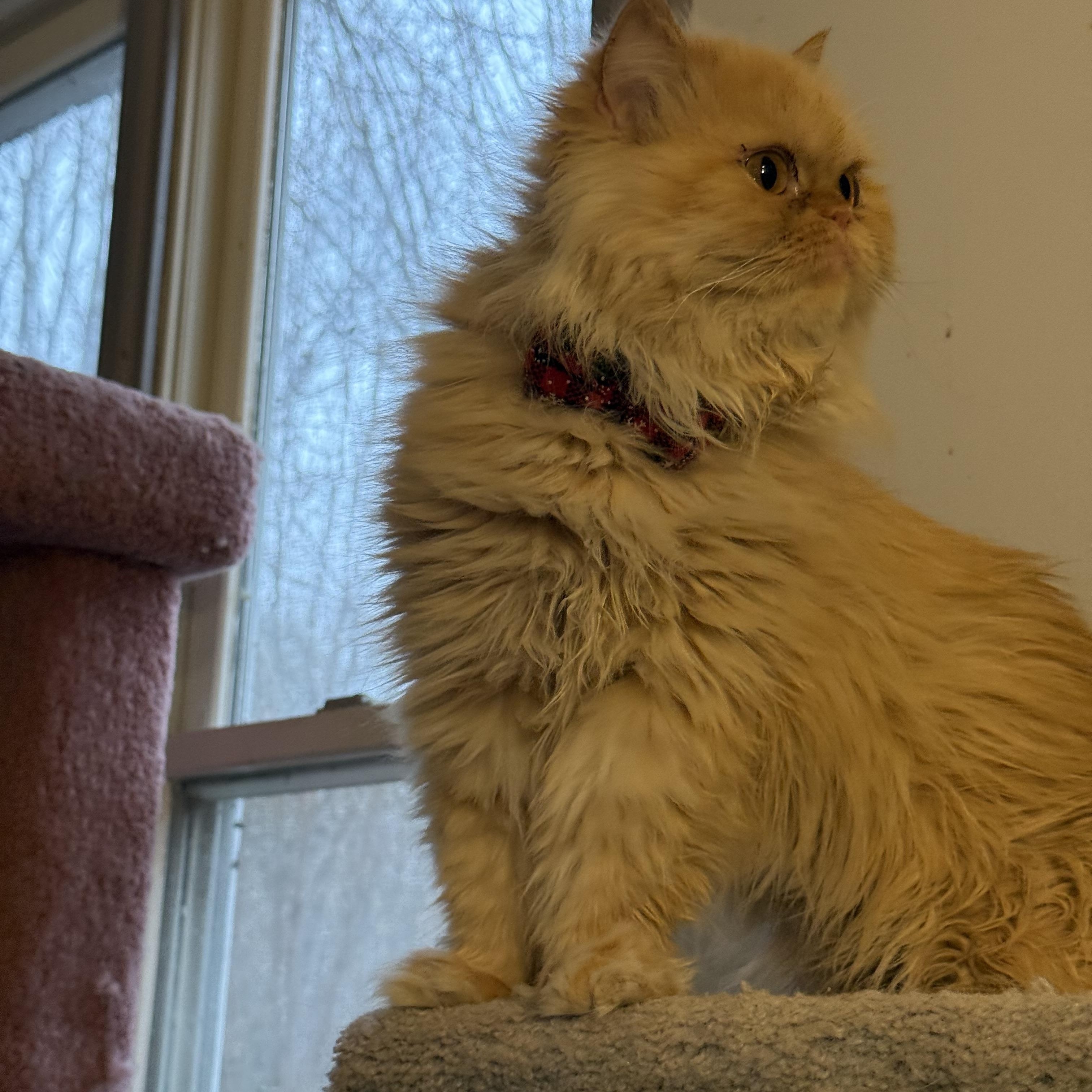 Enlarge Beautiful Loving Barbie- Persian , a ADOPTABLE mixed breed in Woodbridge, VA image 4/6