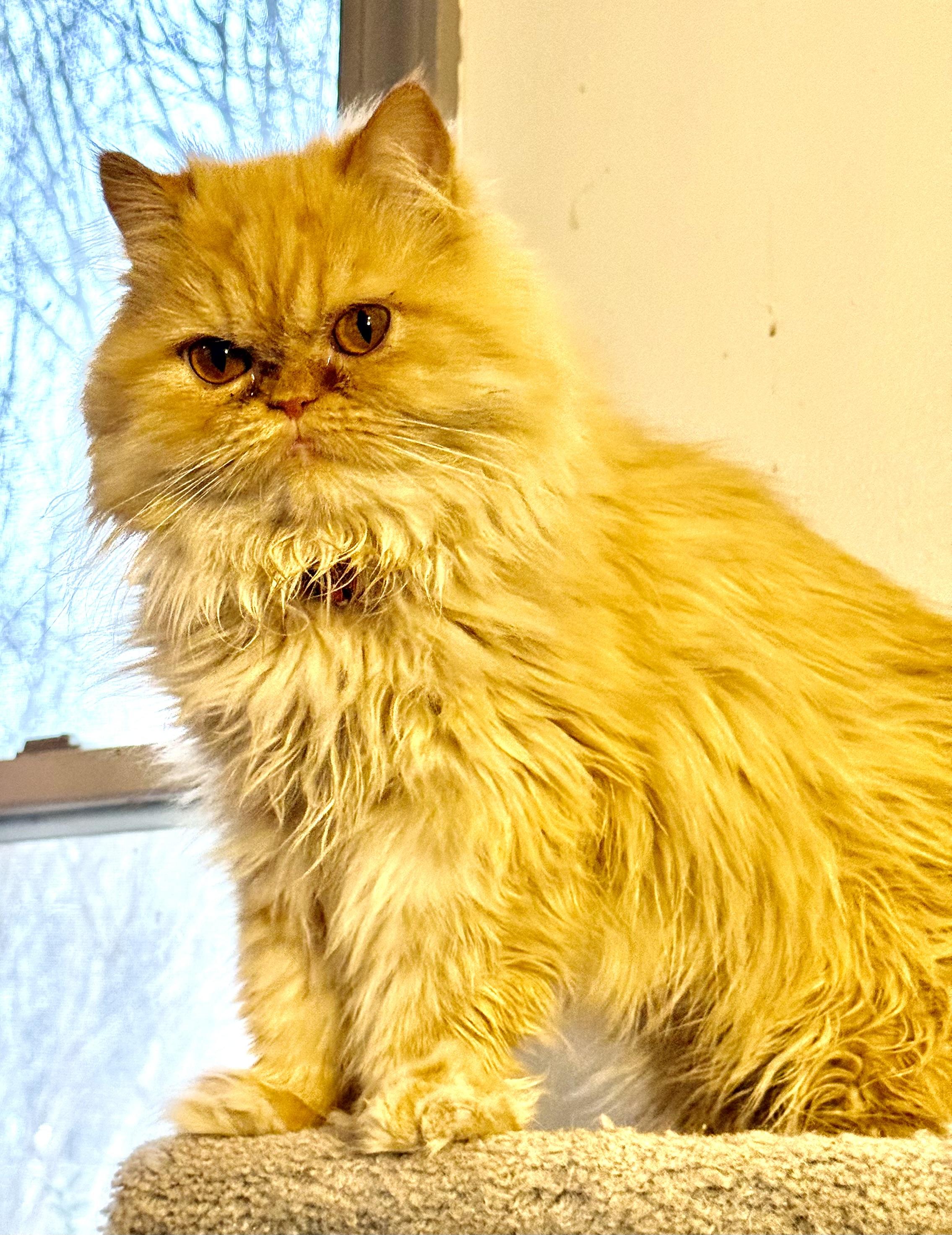 Enlarge Beautiful Loving Barbie- Persian , a ADOPTABLE mixed breed in Woodbridge, VA image 5/6