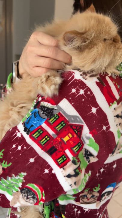 Enlarge Beautiful Loving Barbie- Persian , a ADOPTABLE mixed breed in Woodbridge, VA video 6/6