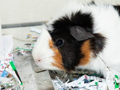 Bro, Adoptable, Young Male Guinea Pig & Guinea Pig.