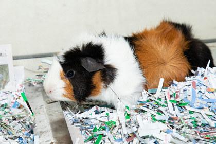 Enlarge Bro, a Adoptable mixed breed in Longmont, CO image 2/2