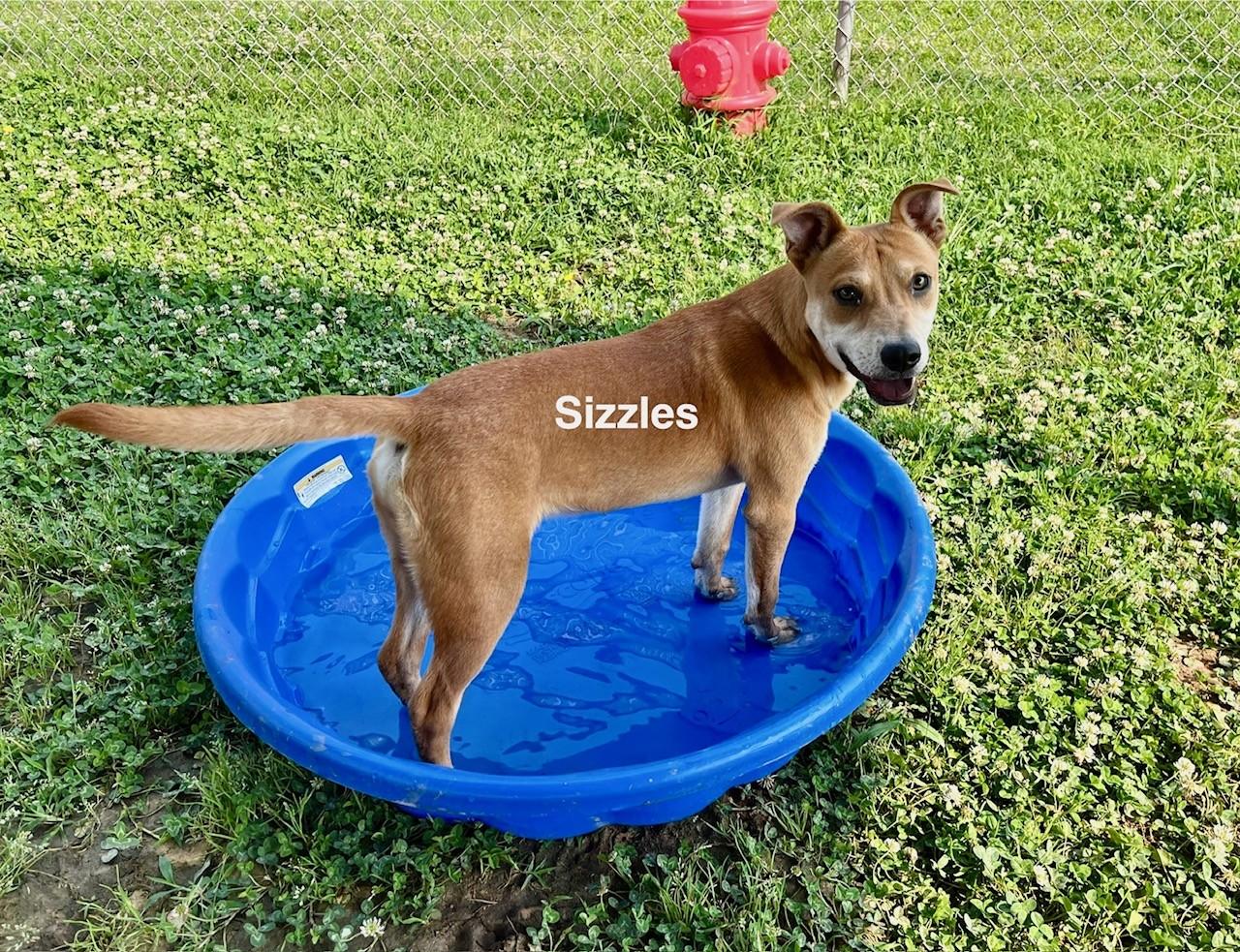 Enlarge Sizzles, a Adoptable mixed breed in Newberry, SC image 1/6