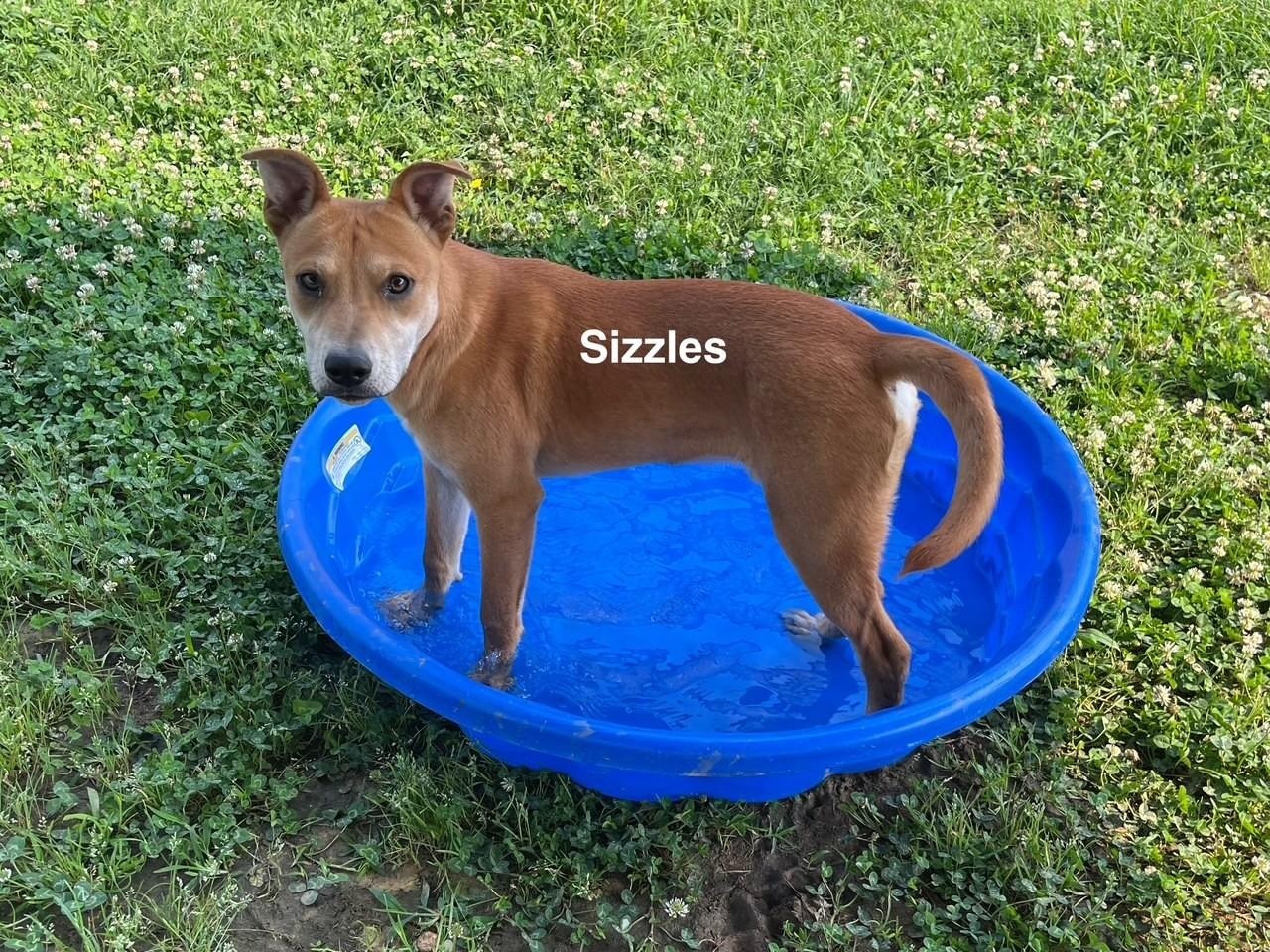 Enlarge Sizzles, a Adoptable mixed breed in Newberry, SC image 2/6