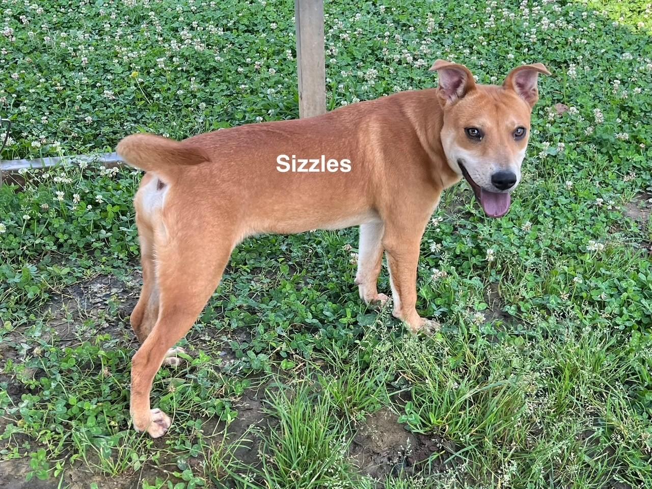 Enlarge Sizzles, a Adoptable mixed breed in Newberry, SC image 3/6