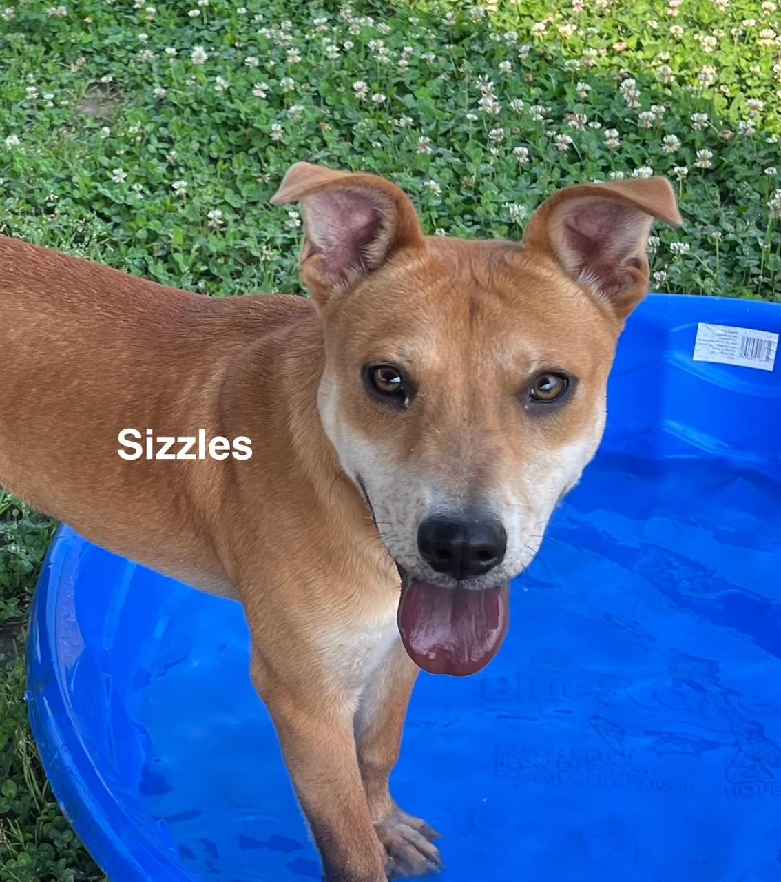 Enlarge Sizzles, a Adoptable mixed breed in Newberry, SC image 4/6