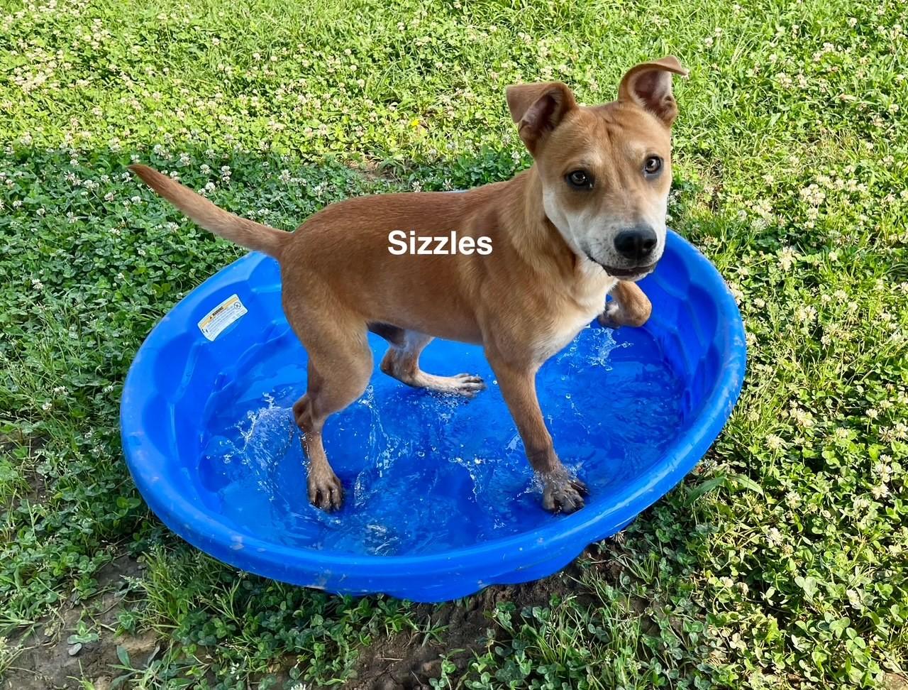 Enlarge Sizzles, a Adoptable mixed breed in Newberry, SC image 5/6
