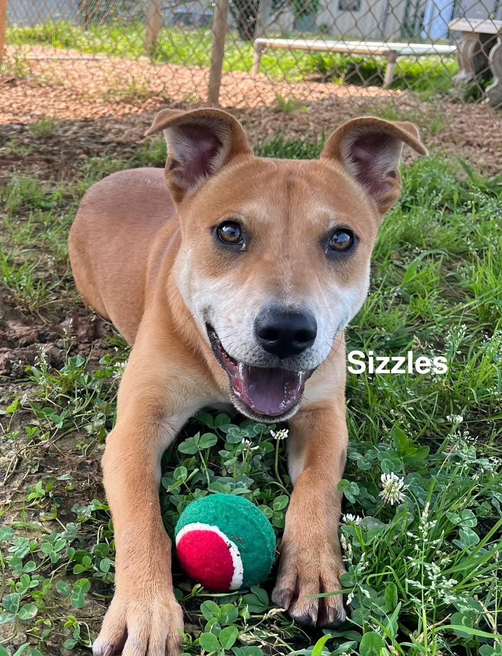 Enlarge Sizzles, a Adoptable mixed breed in Newberry, SC image 6/6