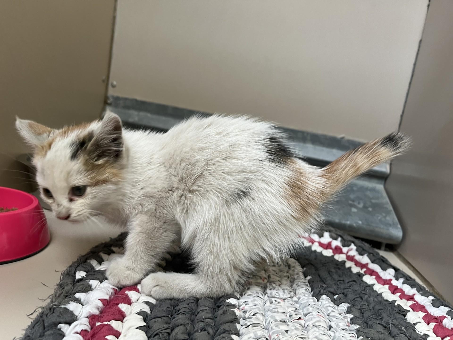 59824921, Adoptable, Young Female Domestic Short Hair.