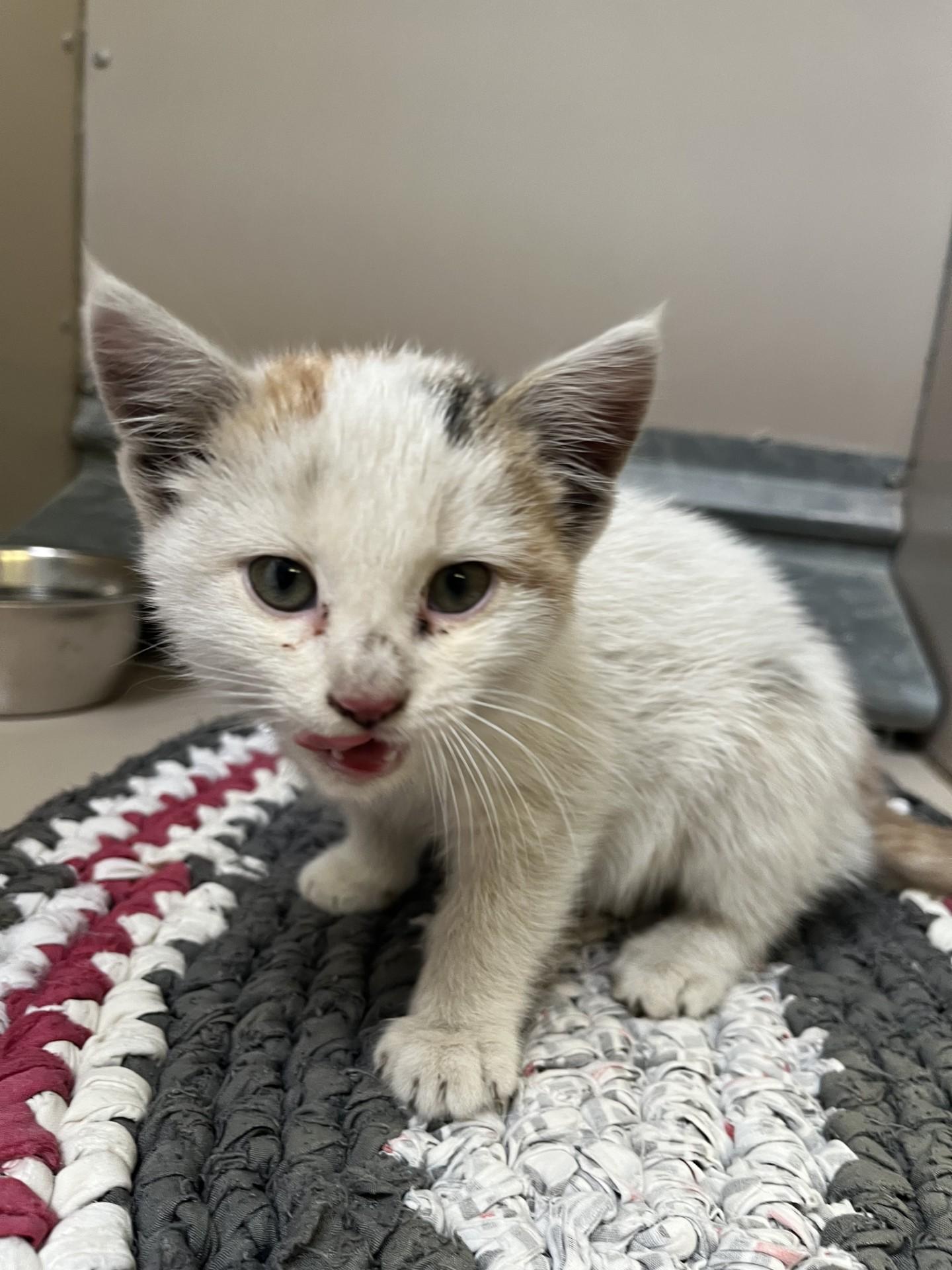 Enlarge 59824921, a Adoptable mixed breed in Elko, NV image 2/2