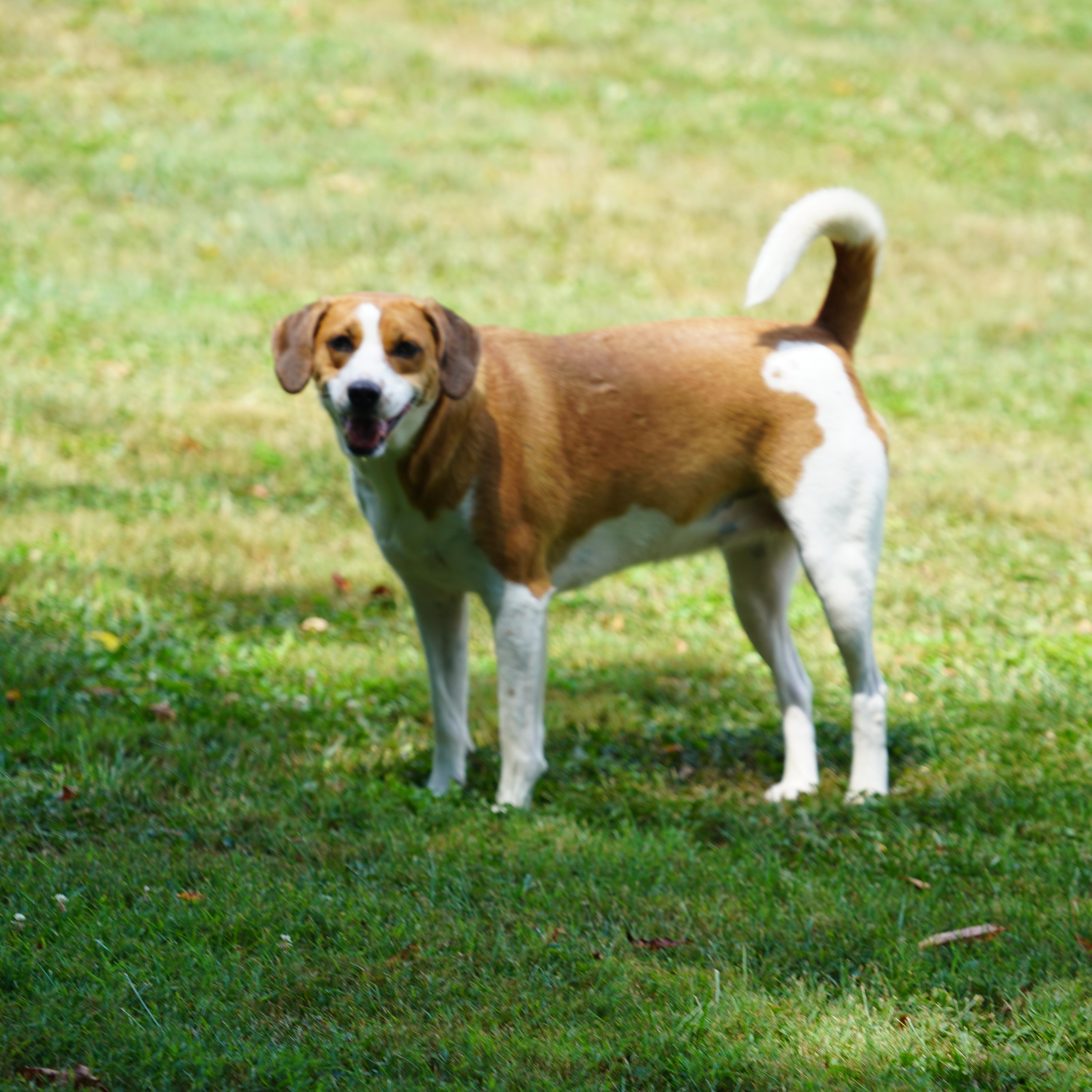 Gretchen-Available! www.lhar.dog to apply!