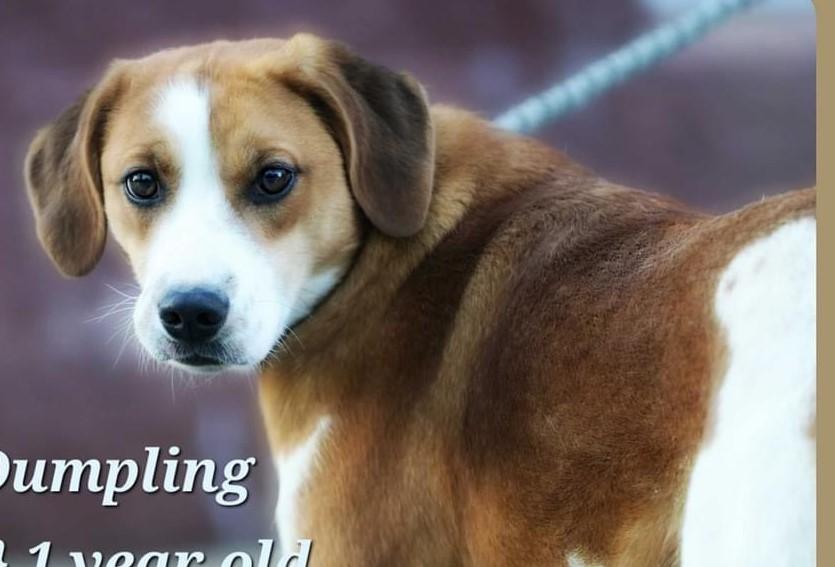 Enlarge Gretchen-Available! www.lhar.dog to apply!, a Adoptable mixed breed in Frederick, MD image 2/6