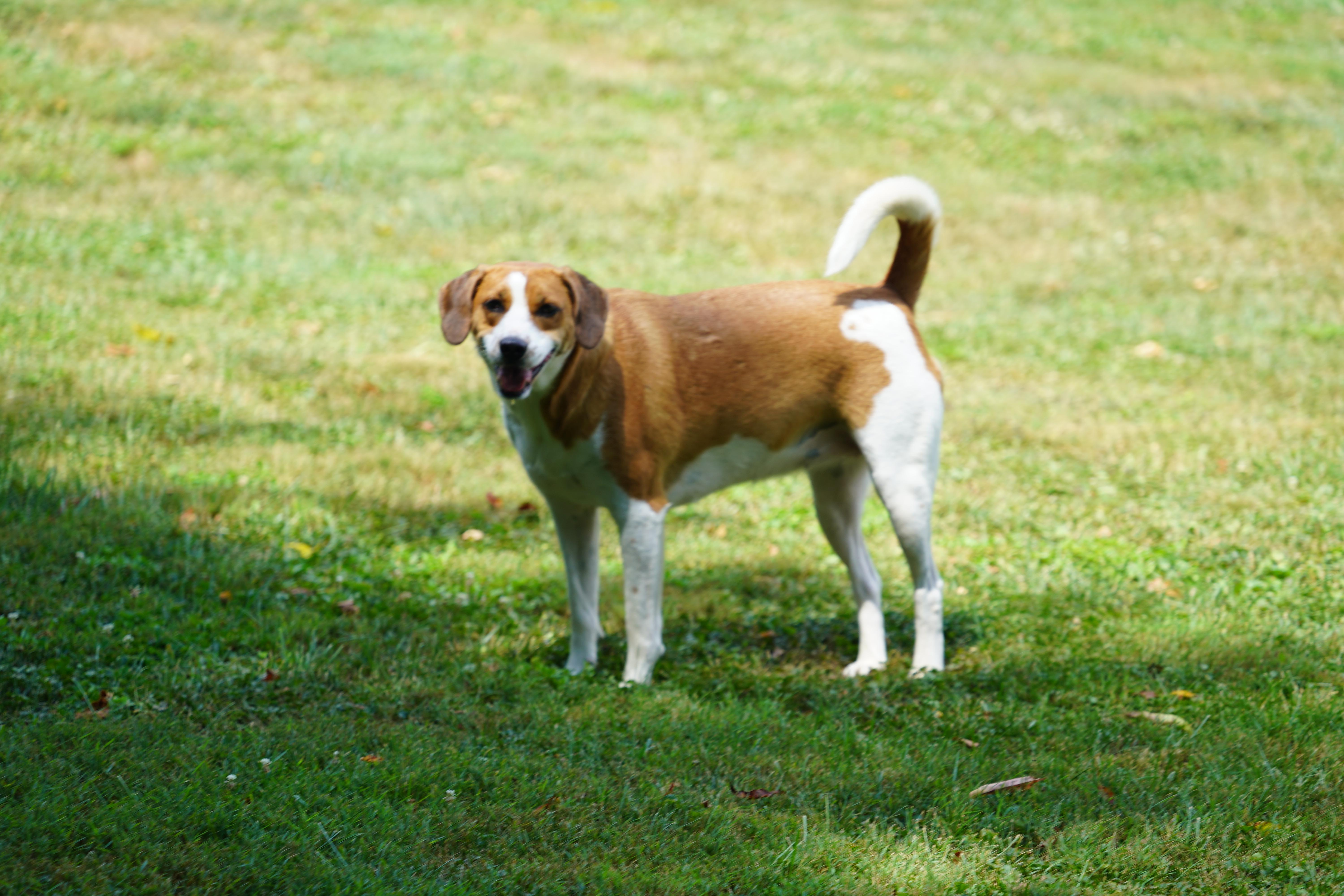 Gretchen-Available! www.lhar.dog to apply!, a Adoptable mixed breed in Frederick, MD image 2/3