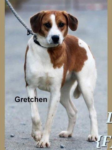 Enlarge Gretchen-Available! www.lhar.dog to apply!, a Adoptable mixed breed in Frederick, MD image 1/6