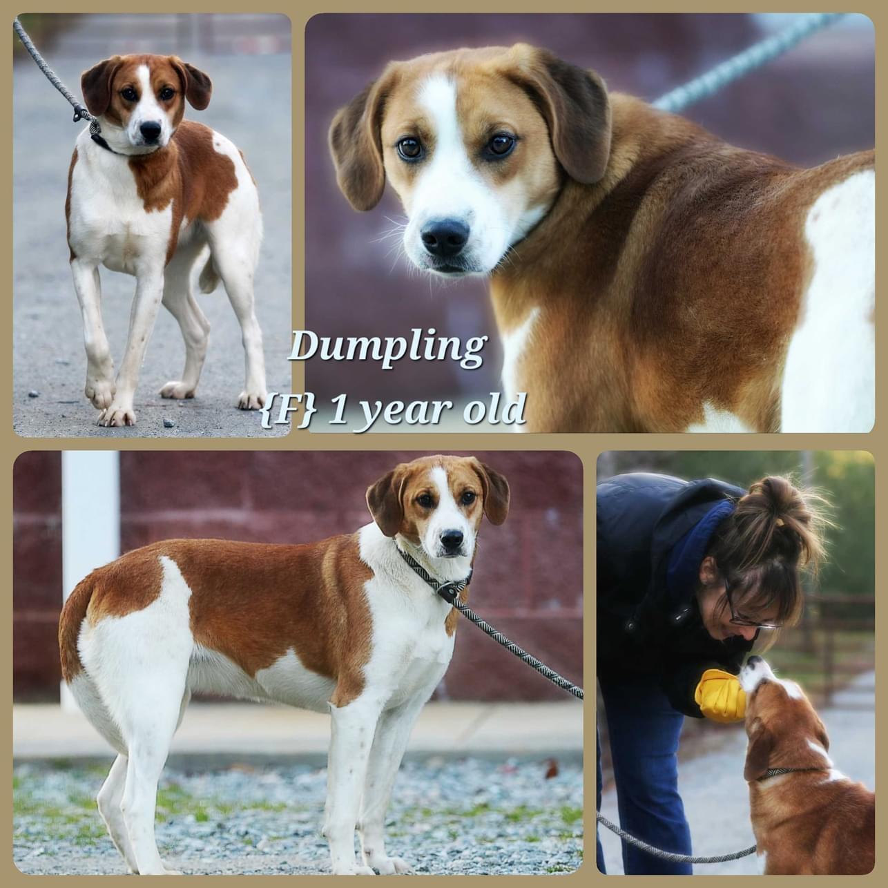 Enlarge Gretchen-Available! www.lhar.dog to apply!, a Adoptable mixed breed in Frederick, MD image 6/6