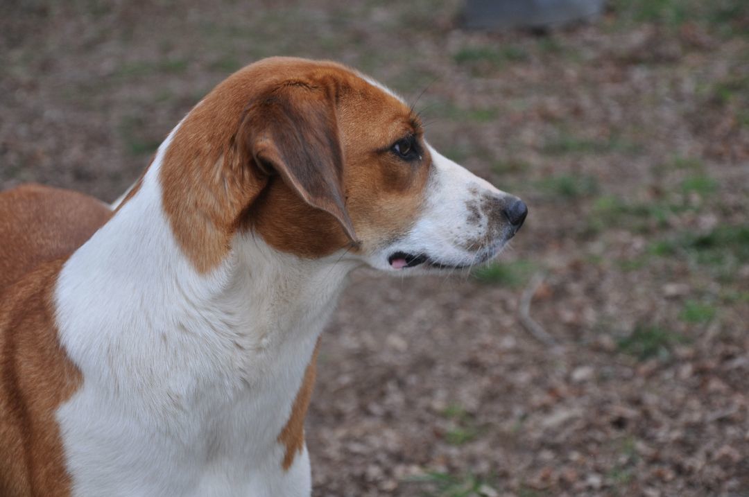 Gretchen-Available! www.lhar.dog to apply!