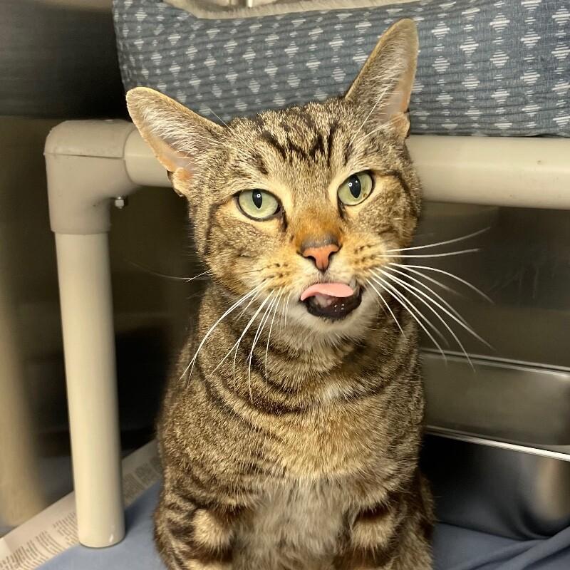 Zeus, Adoptable, Senior Male Domestic Short Hair.