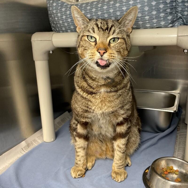 Zeus, a Adoptable Domestic Short Hair in Roanoke, VA image 2/2
