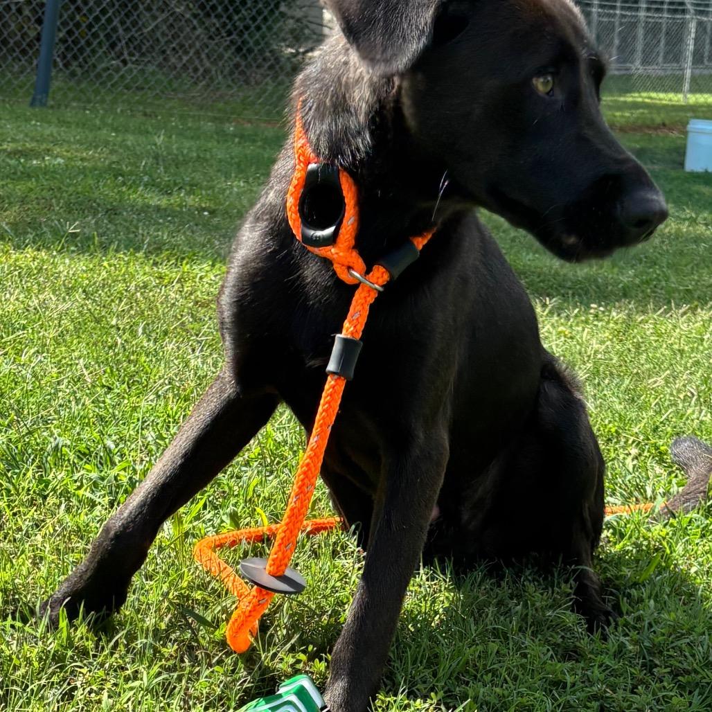Max, Adoptable, Young Male Husky & Mixed Breed.