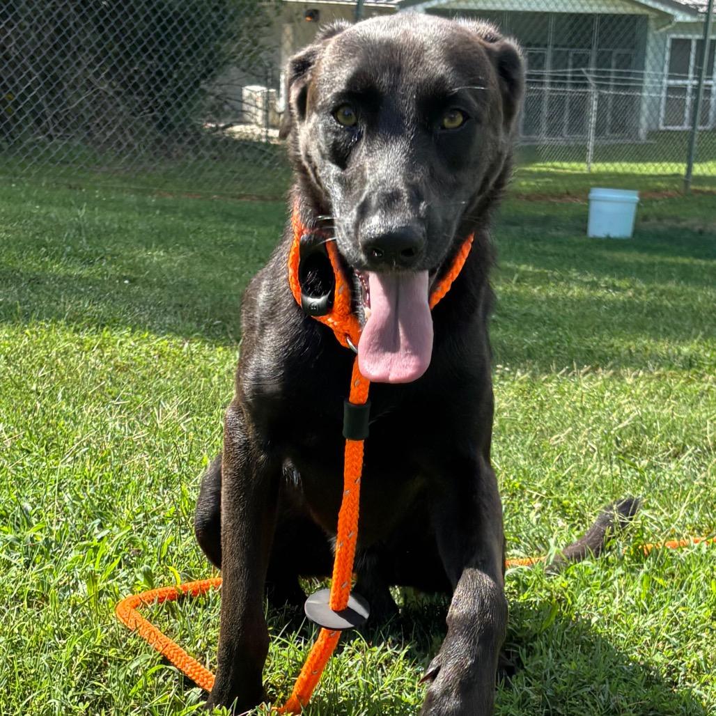 Max, a Adoptable mixed breed in Roxboro, NC image 2/6