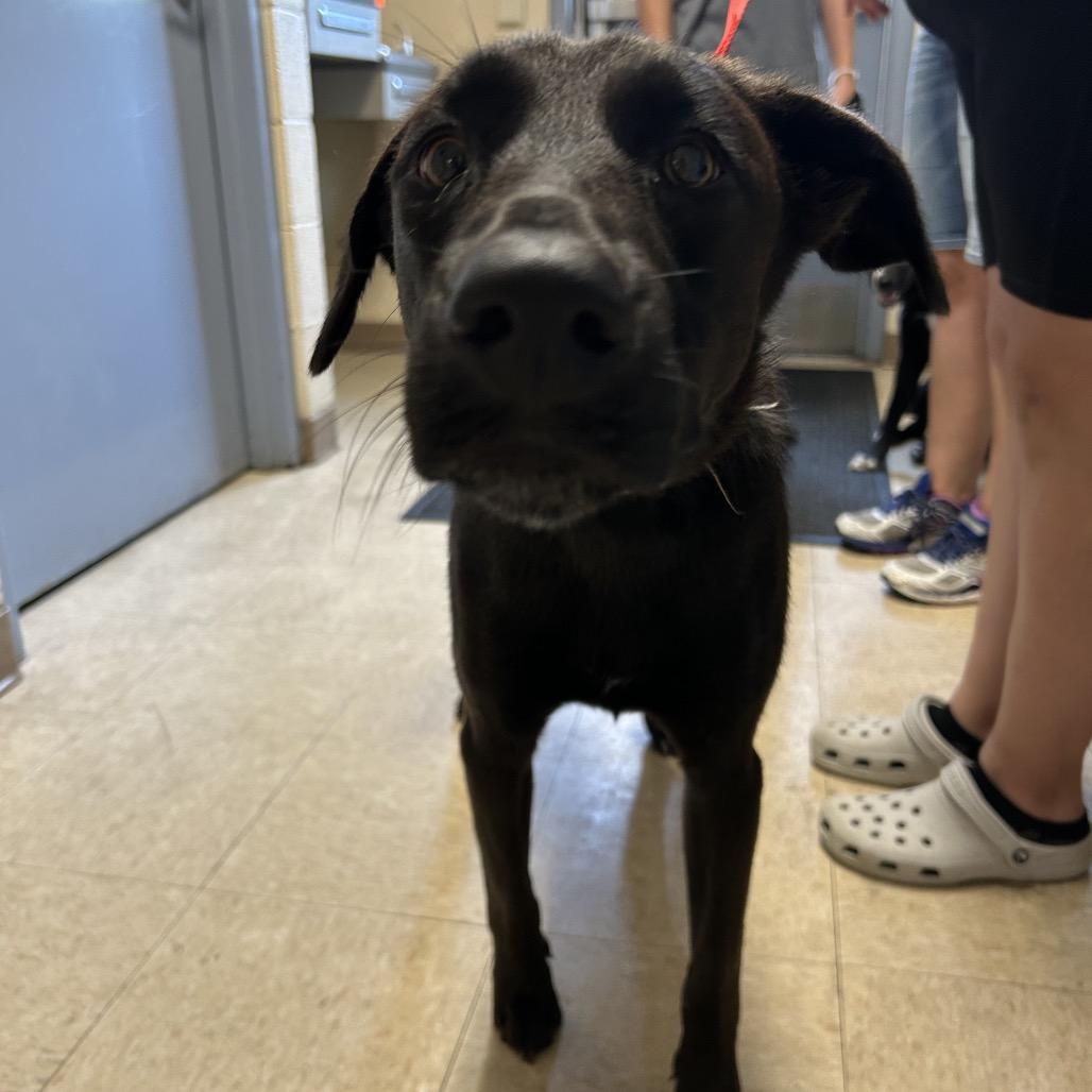 Max, a Adoptable mixed breed in Roxboro, NC image 3/6