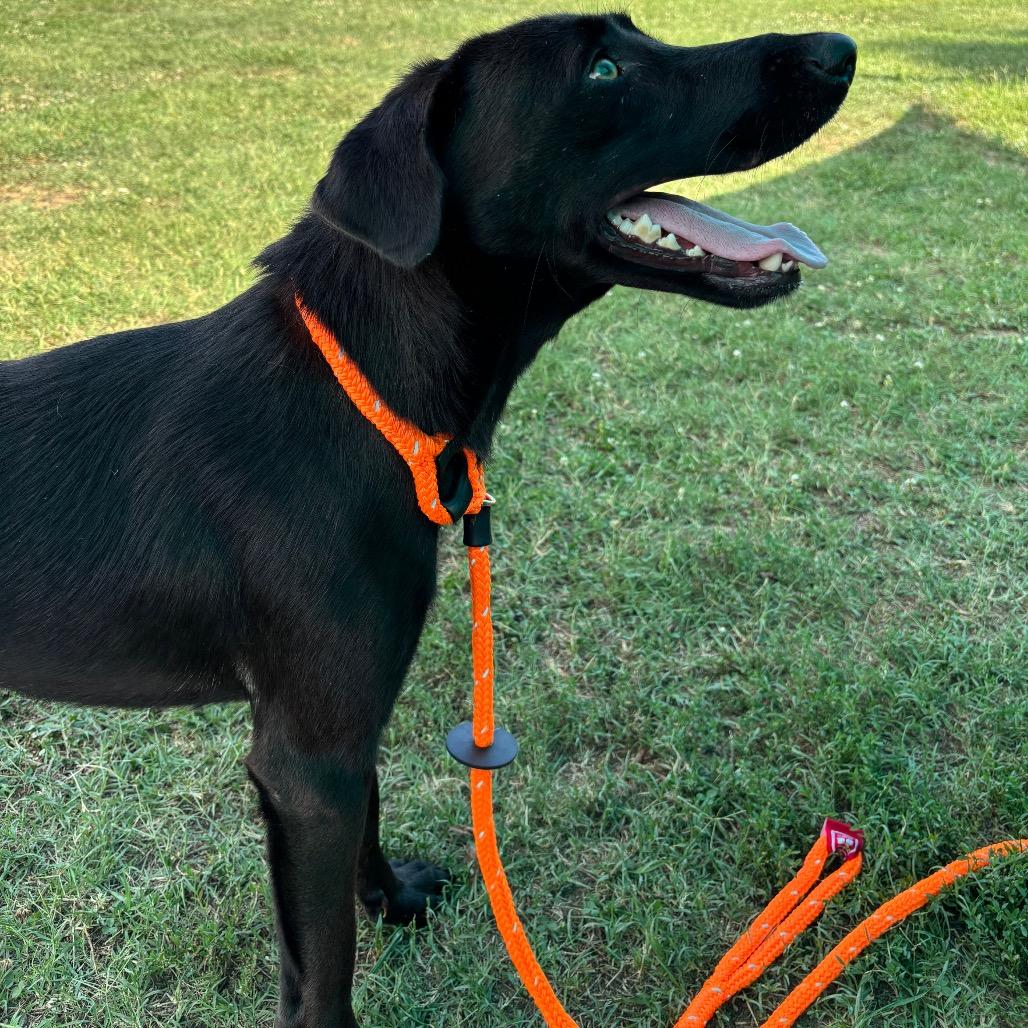 Max, a Adoptable mixed breed in Roxboro, NC image 3/6