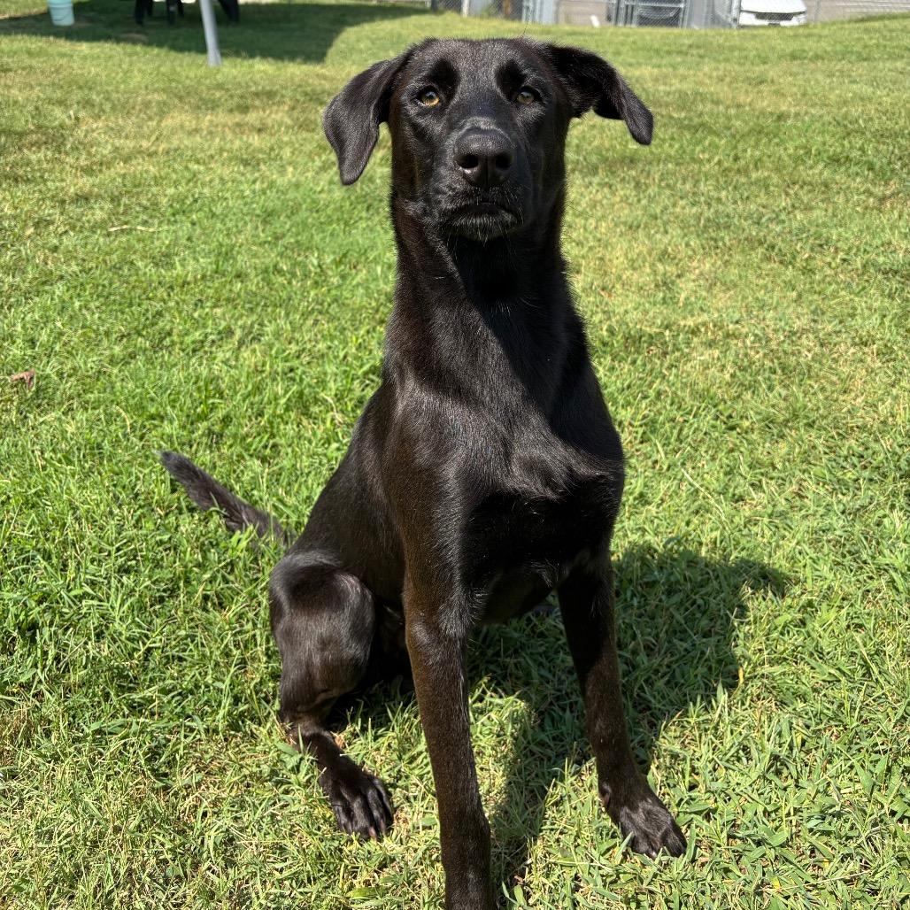 Max, a Adoptable mixed breed in Roxboro, NC image 4/6